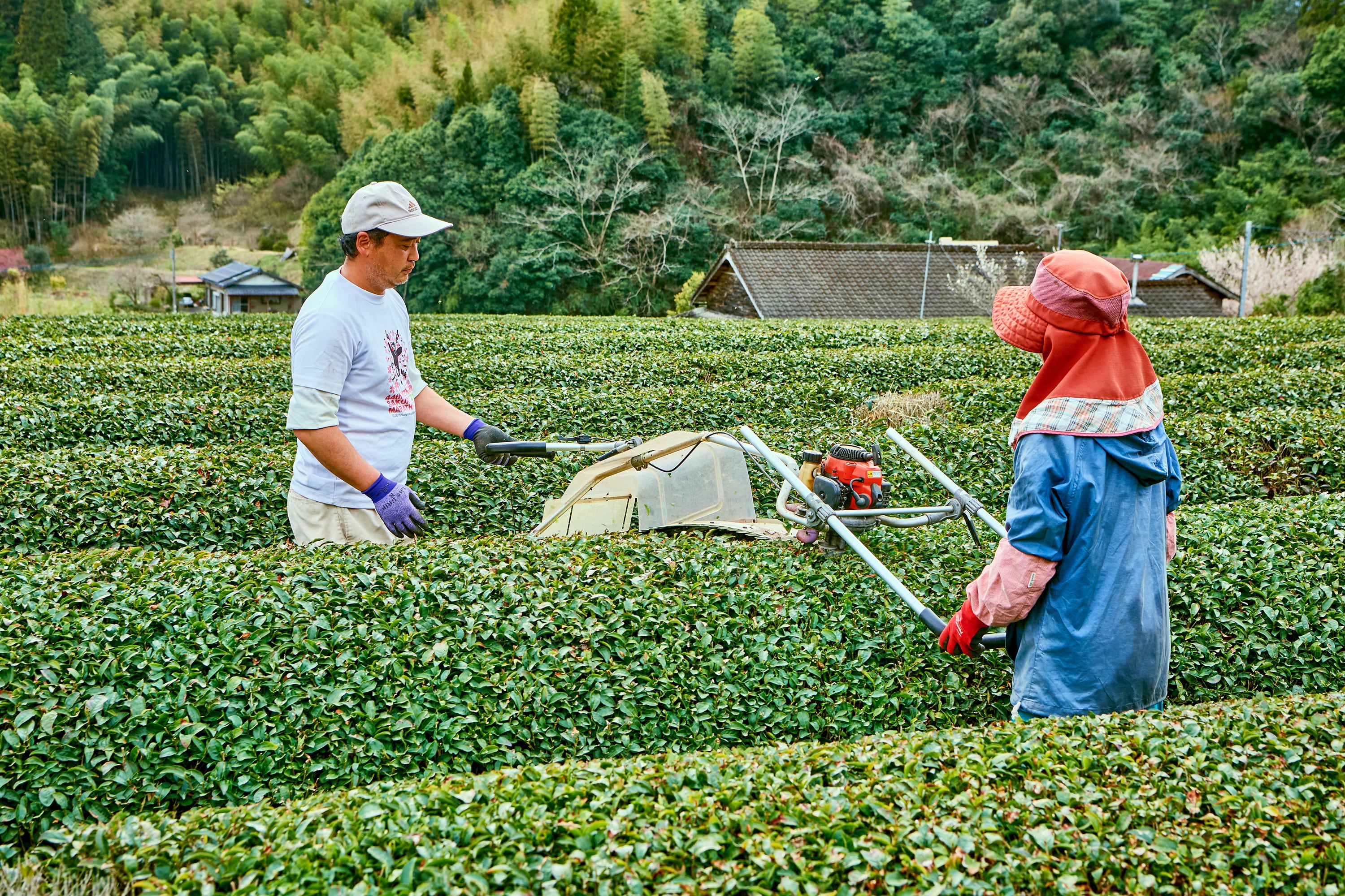 湯山の紅茶／ゆず | 水の上の市場