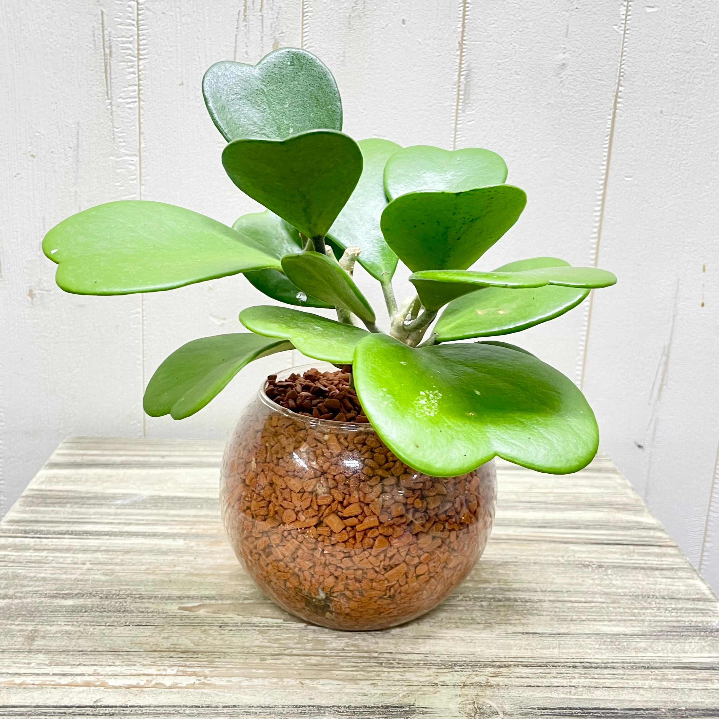多肉 ハート型プランター ハート柄の植木鉢 | 多肉植物プランター - Etsy 日本