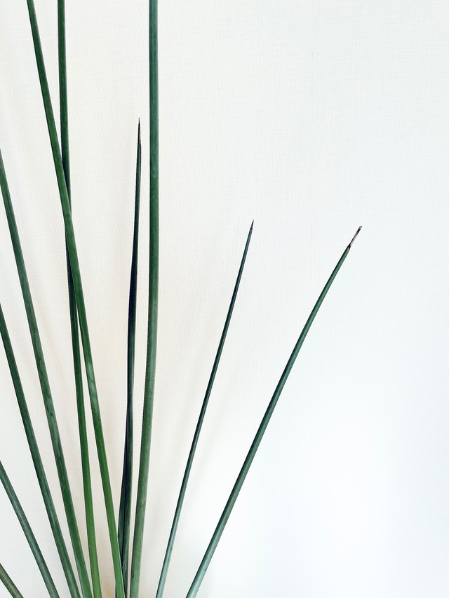 《希少》ストレリチア ユンケア ノンリーフ 観葉植物 大型 calm cafe