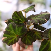 Begonia soli mutata Variegated / ベゴニア ソリムタータ バリエガータ ピンク