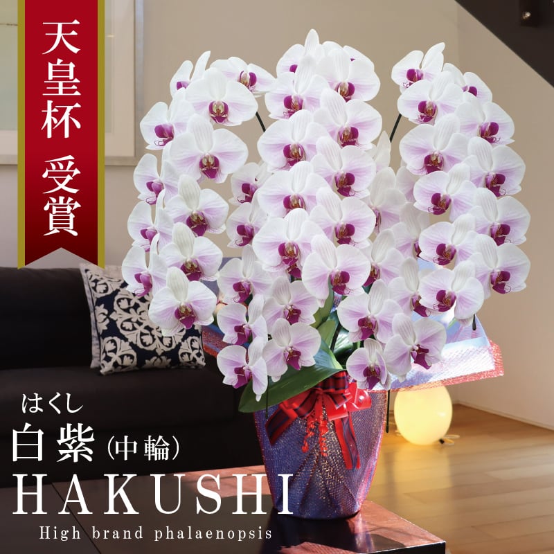 純国産 胡蝶蘭 中輪 5本立ち 55輪～ 個性的 【白紫（はくし）中輪 白紫