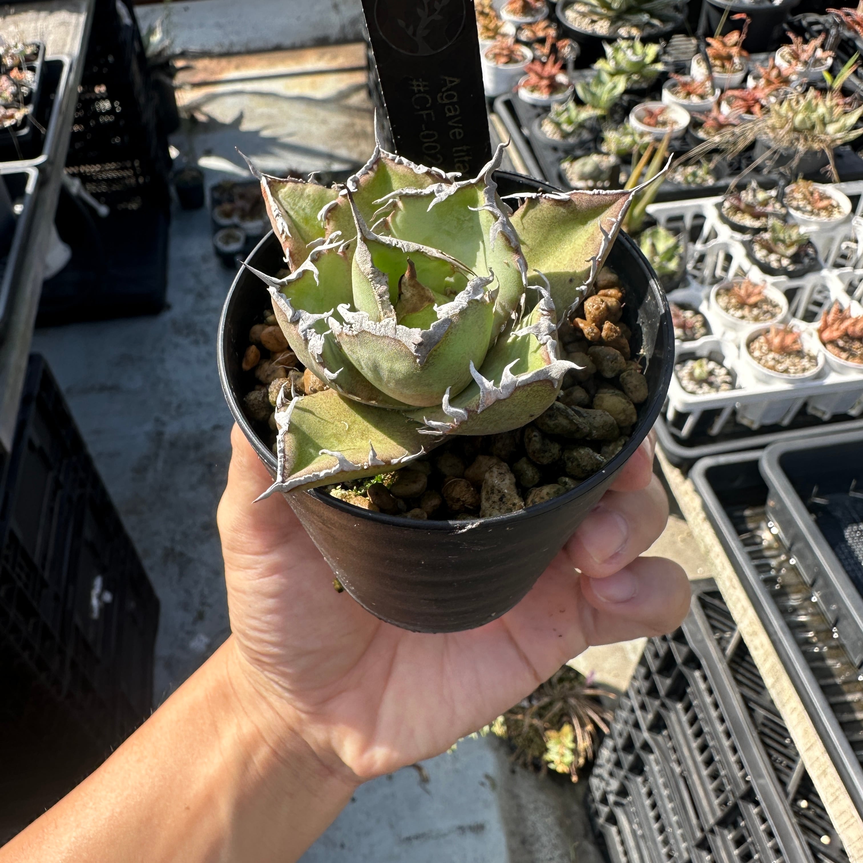 Agave titanota(アガベ チタノタ ) #CF-002 子株 | THE CORE 