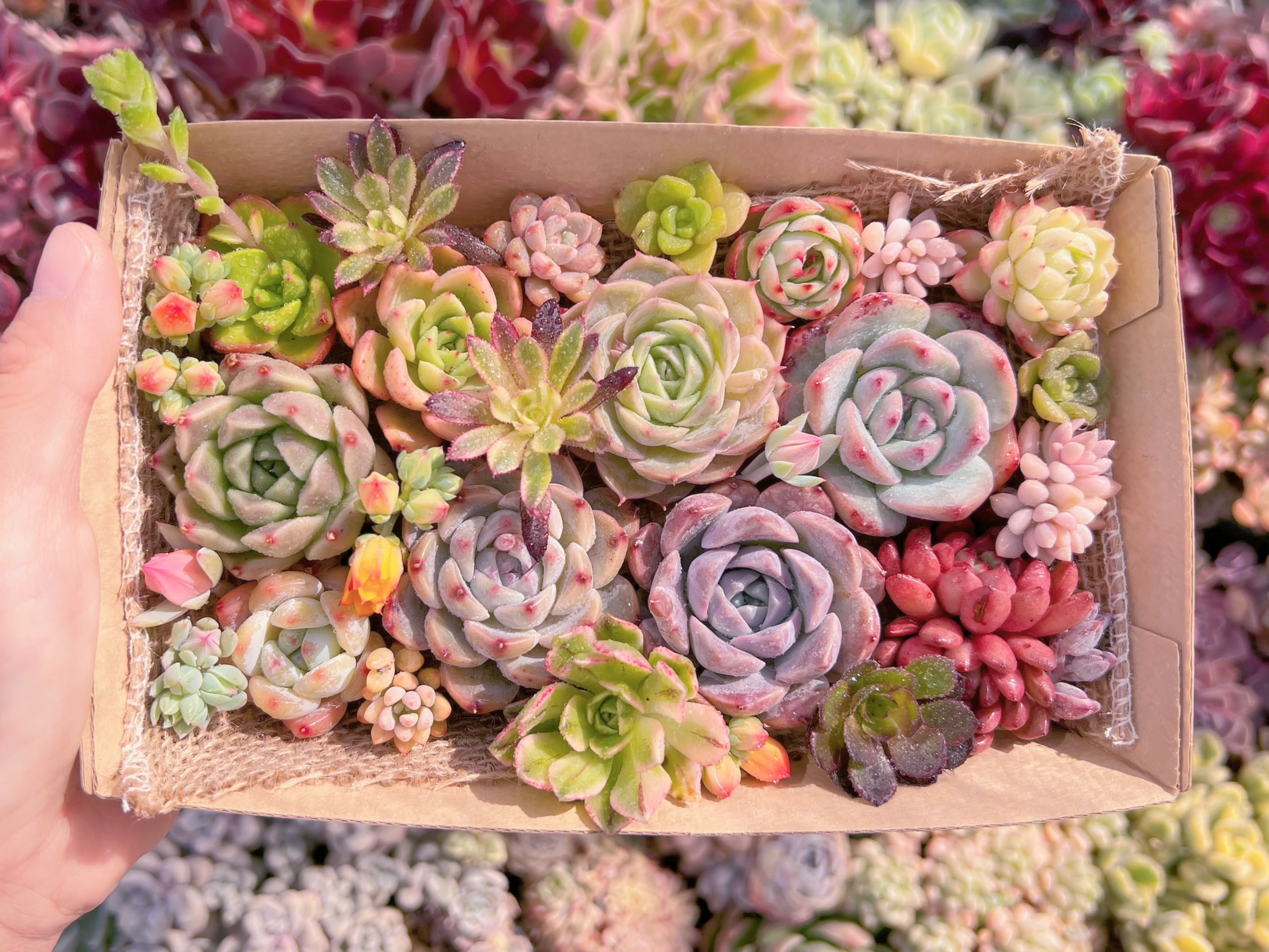 現品　寄せ植えセット#1179　12cmx20cm　るる農園