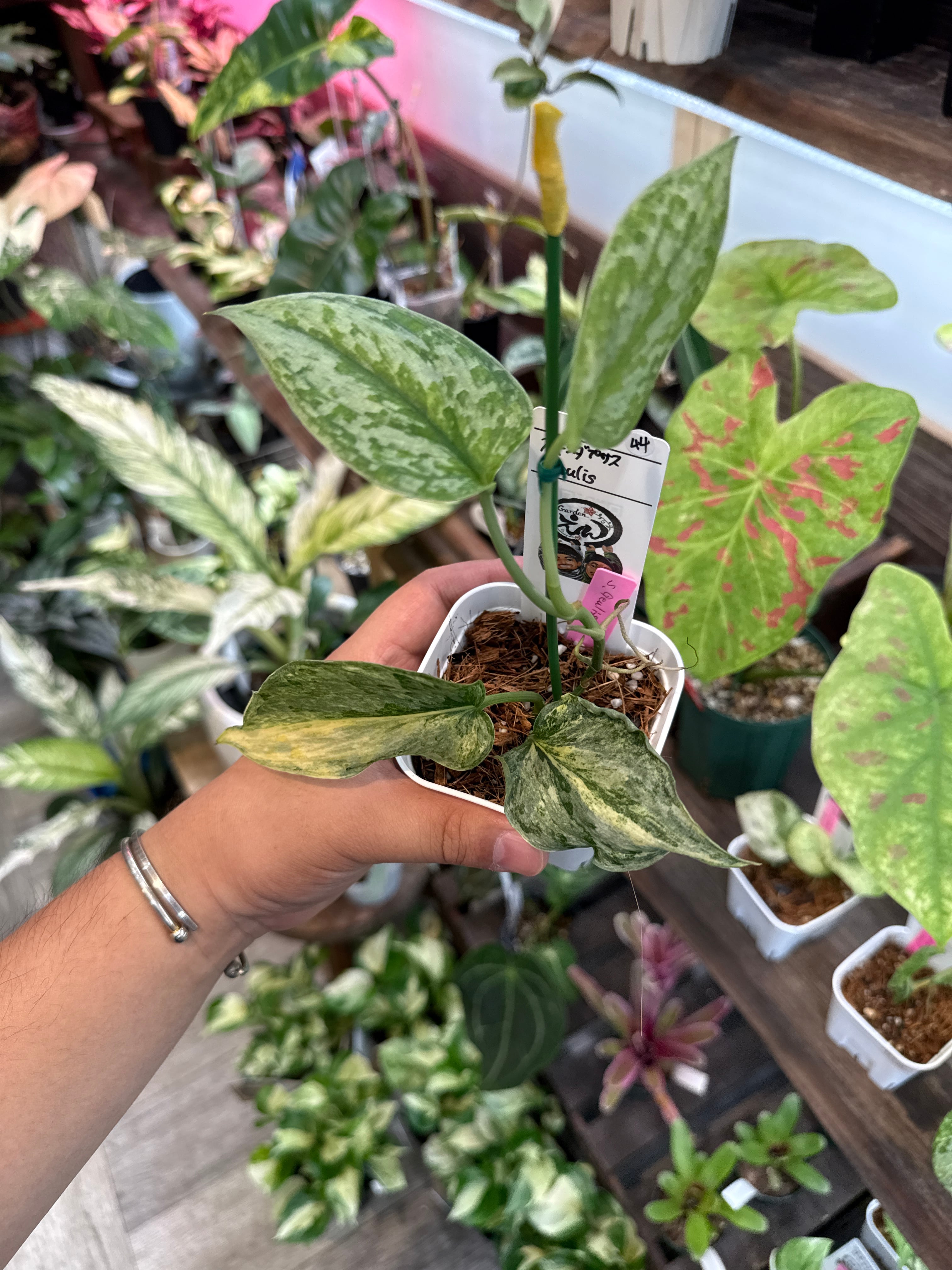 44. スキンダプサス Geulis | Gardenえん 【観葉熱帯植物】