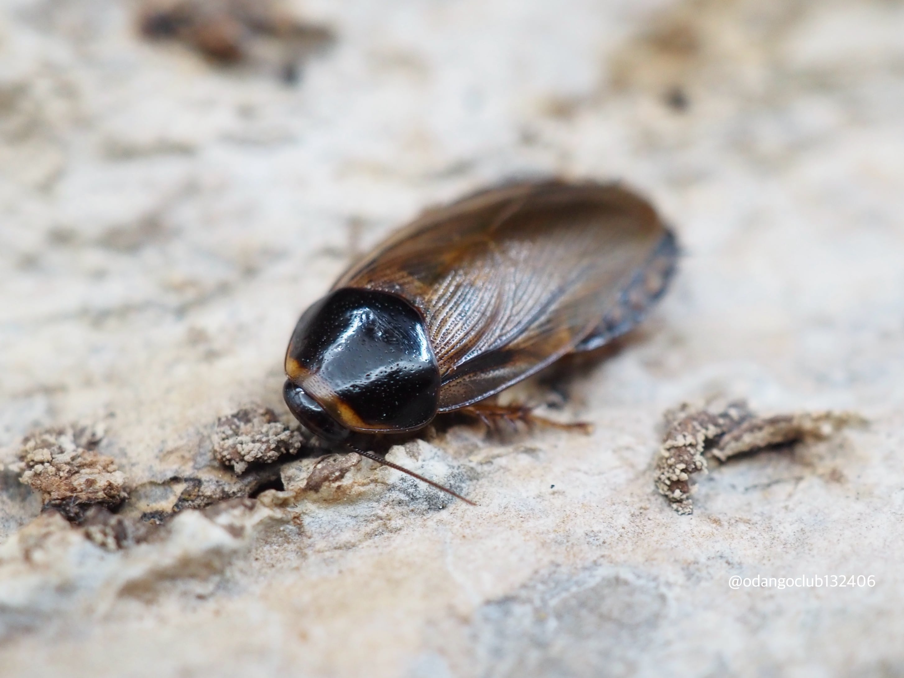 オーストラリア産 モグラゴキブリ 67mm オーストラリア産 モグラ
