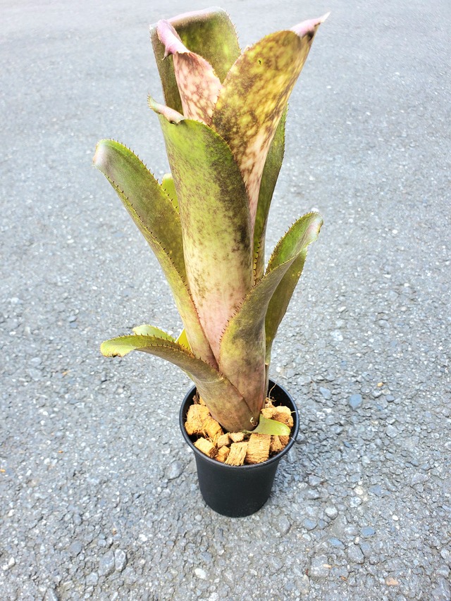 Billbergia Calico × Afterglow 【artPLANTs】 ビルベルギア/タンクブロメリア