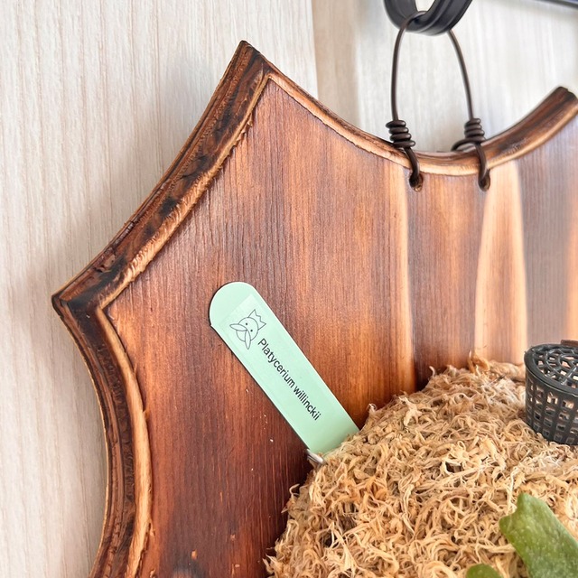 ビカクシダ ウィリンキー 板付 【観葉植物 室内 コウモリラン】