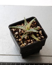 抜き苗 アロエ ドニー Aloe 'Donnie'