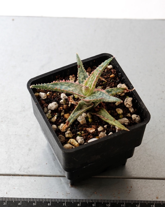 抜き苗 アロエ ドニー Aloe 'Donnie' 抜き苗 アロエ ドニー Aloe 'Donnie'