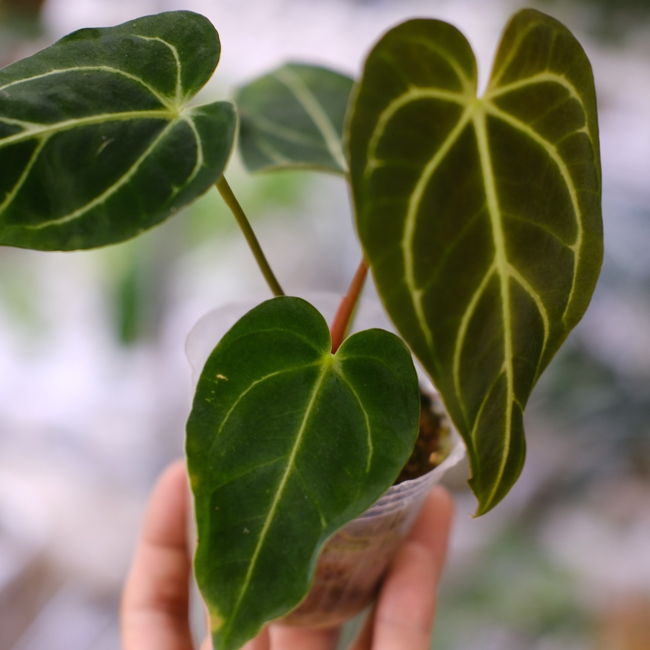 アンスリウム・レガレ / Anthurium Regale⑩