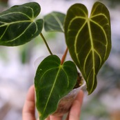 アンスリウム・レガレ / Anthurium Regale⑩