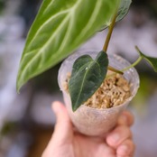 アンスリウム・レガレ / Anthurium Regale⑲│観葉植物
