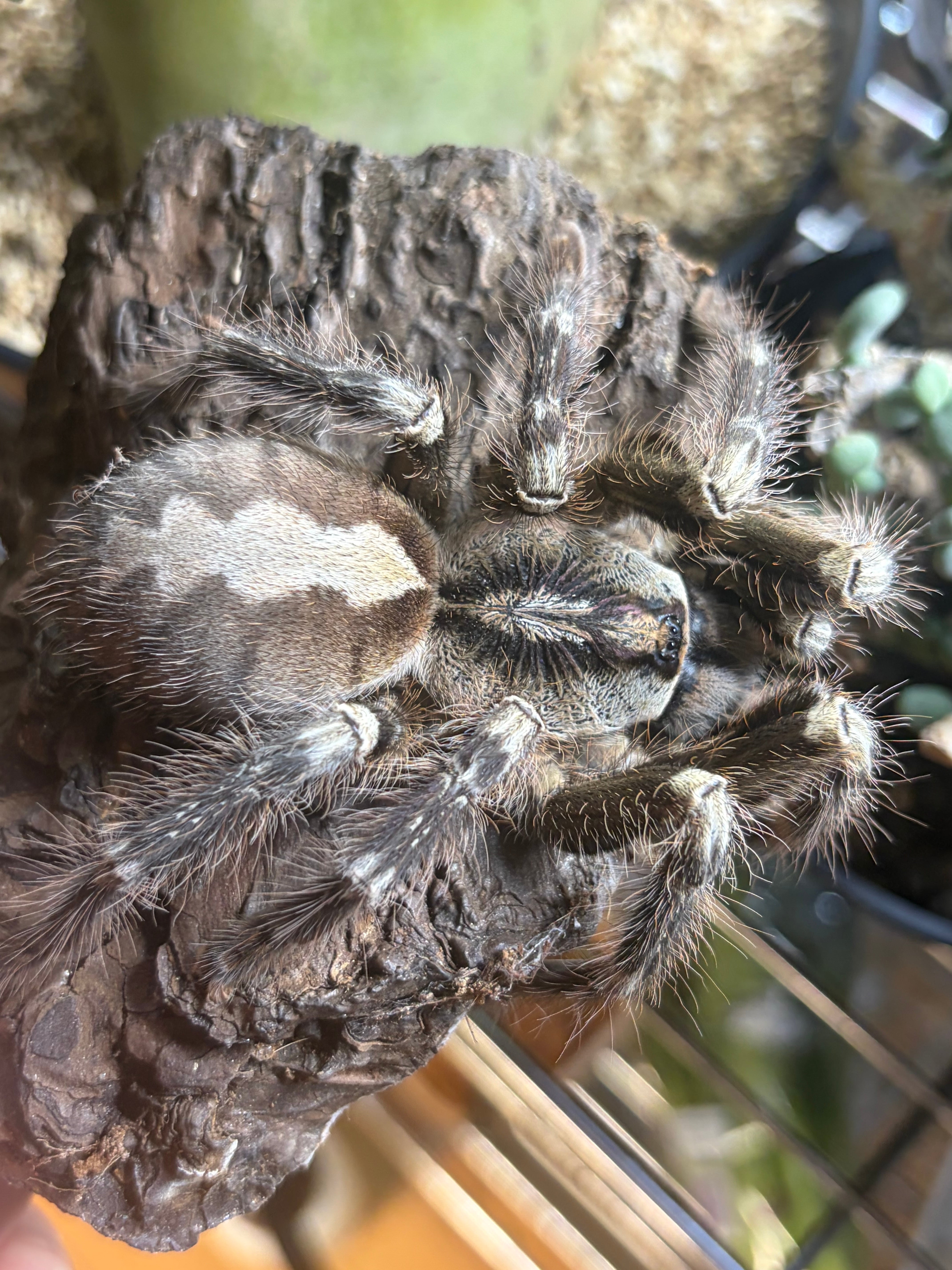 色残抜群】トゲアクマツユムシ リオック 直翅類 カマキリ マンティス