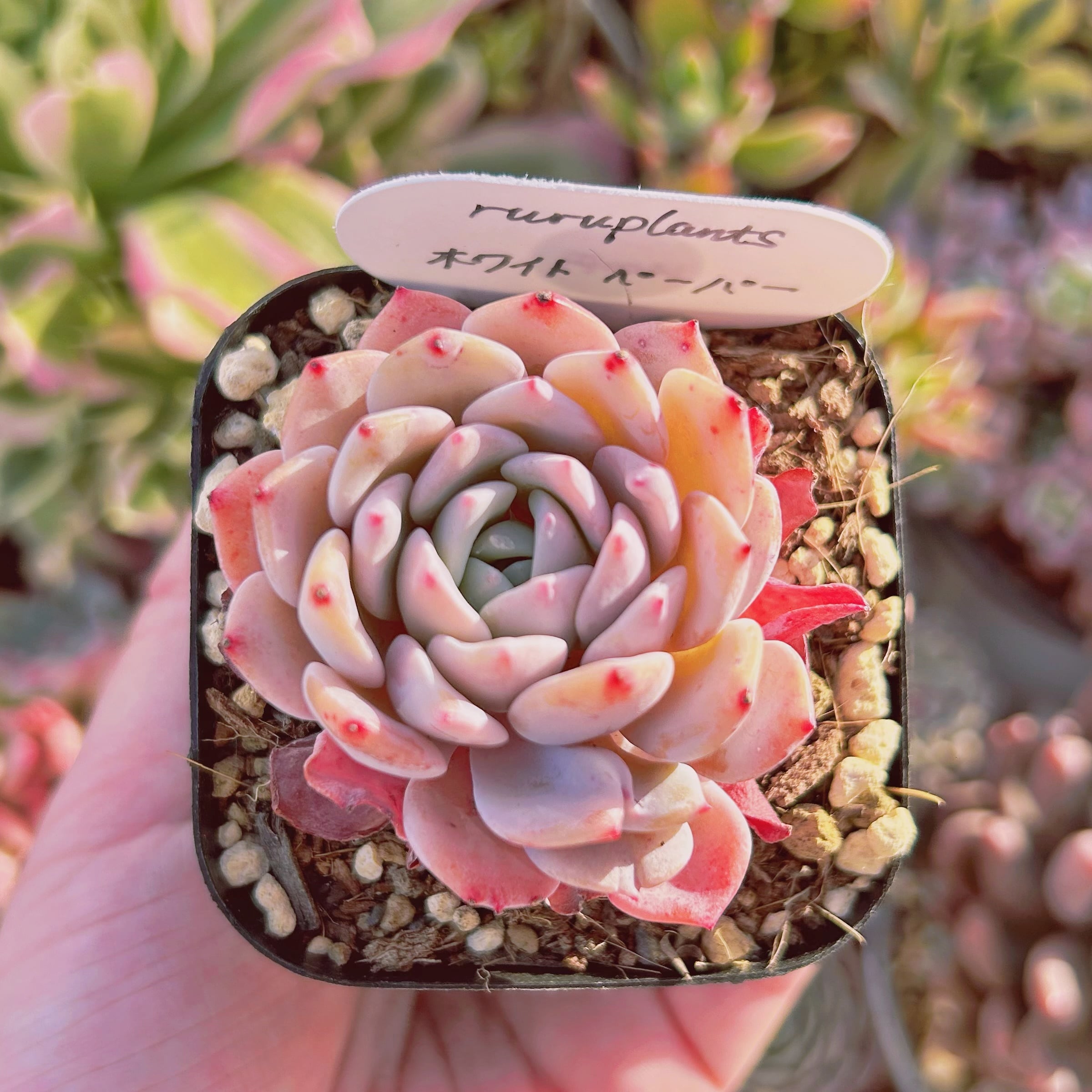 Echeveria strictiflora✖︎アメティナム錦　多肉植物 Echeveria 多肉植物 アメティナム錦 strictiflora✖︎アメティナム錦
