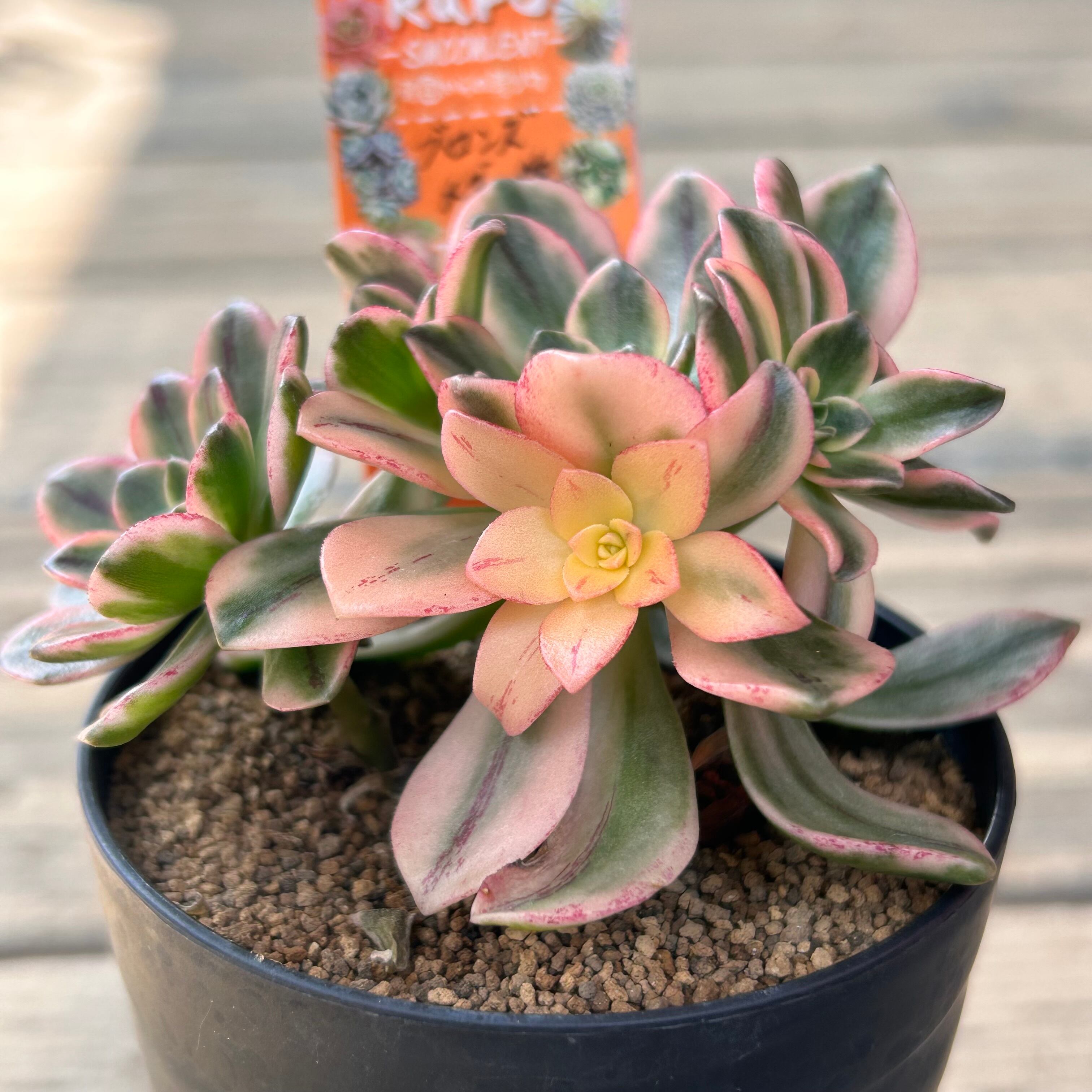 H)ブロンズメタル錦 | RuPo 多肉植物専門店