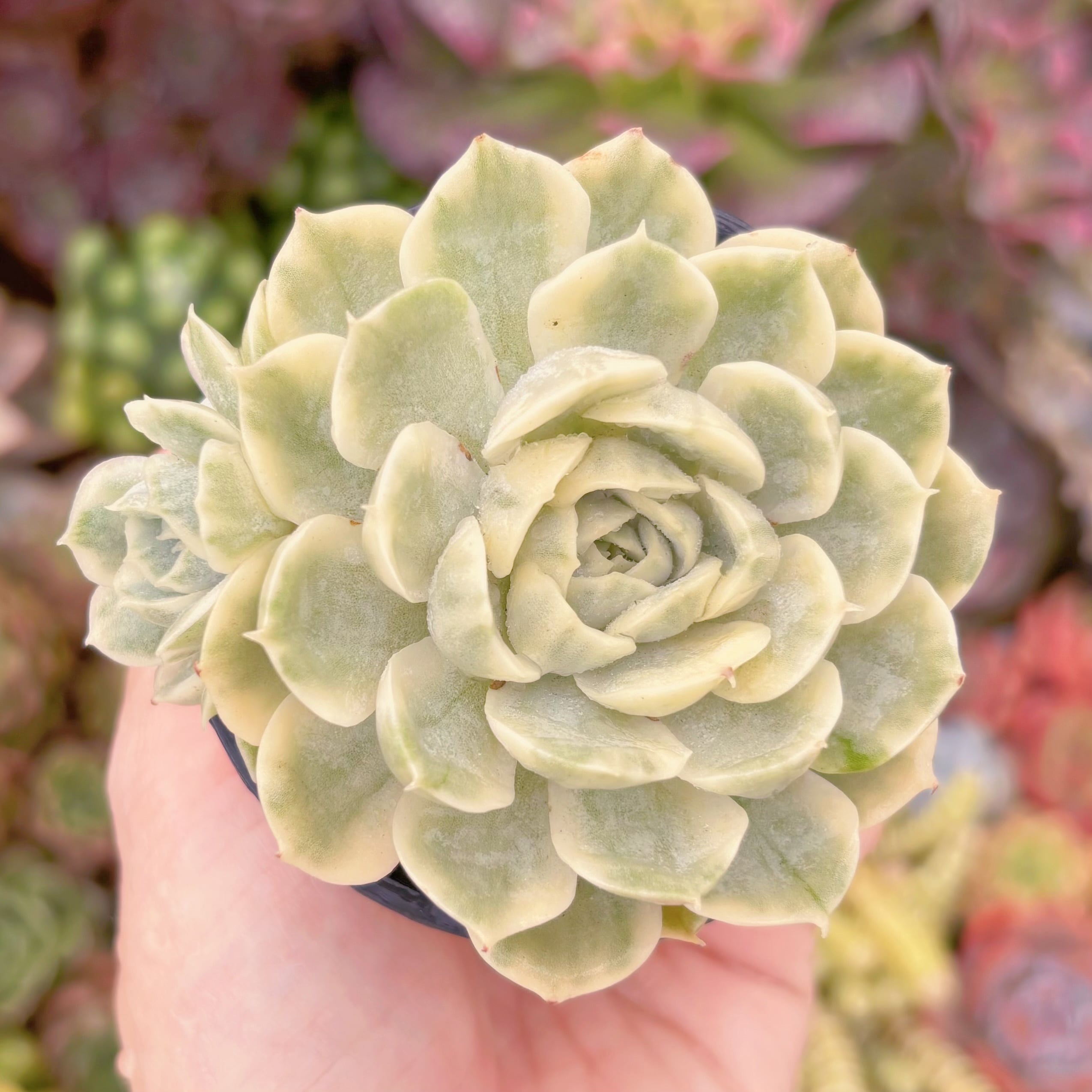 現品　オンスロー錦#F240　群生　るる農園