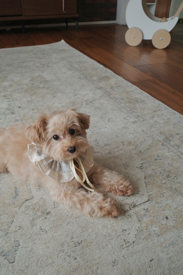 【BIQUET サマー セレブレーション スタイ】お祝いに 小物 / ドッグウェア 犬服　ハンドメイド　ガーゼ