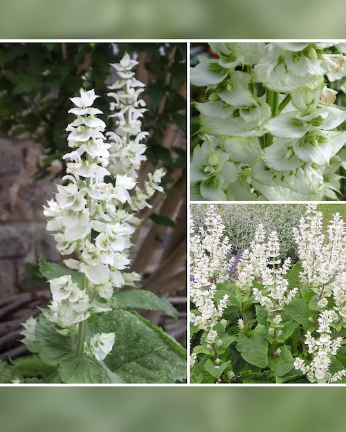 サルビア　スクラレア バチカンホワイト　3.5号　