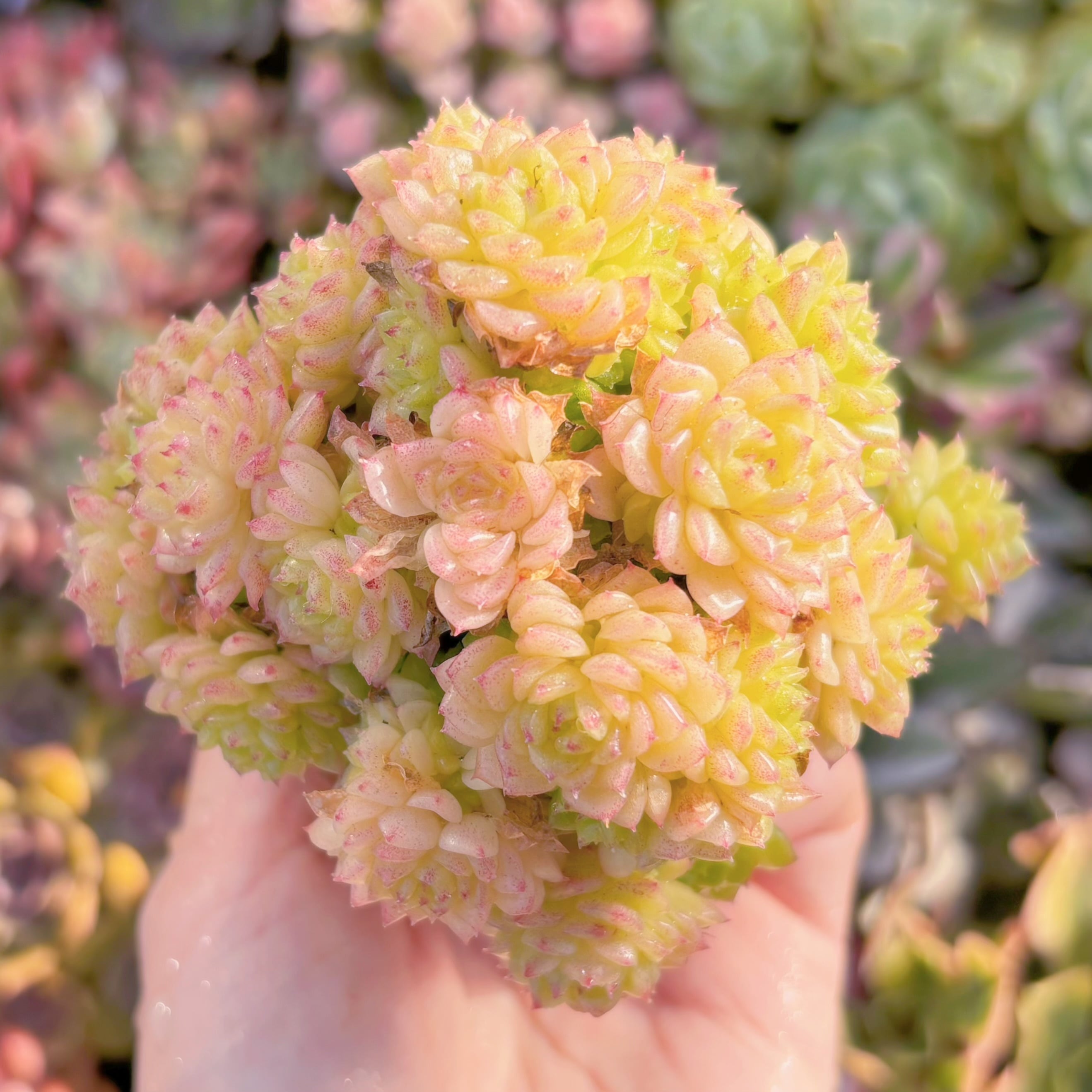 多肉植物　レッドフラミンゴ　群生　新入荷　るる農園