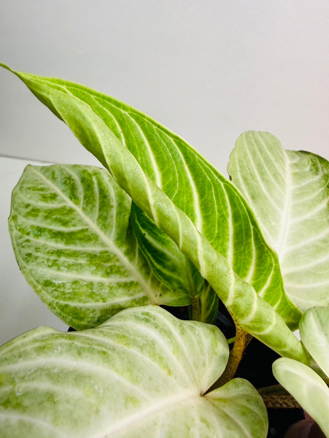 キサントソーマ・リンデニーミント 4号 | 観葉植物と雑貨のお店 VIVAGREEN