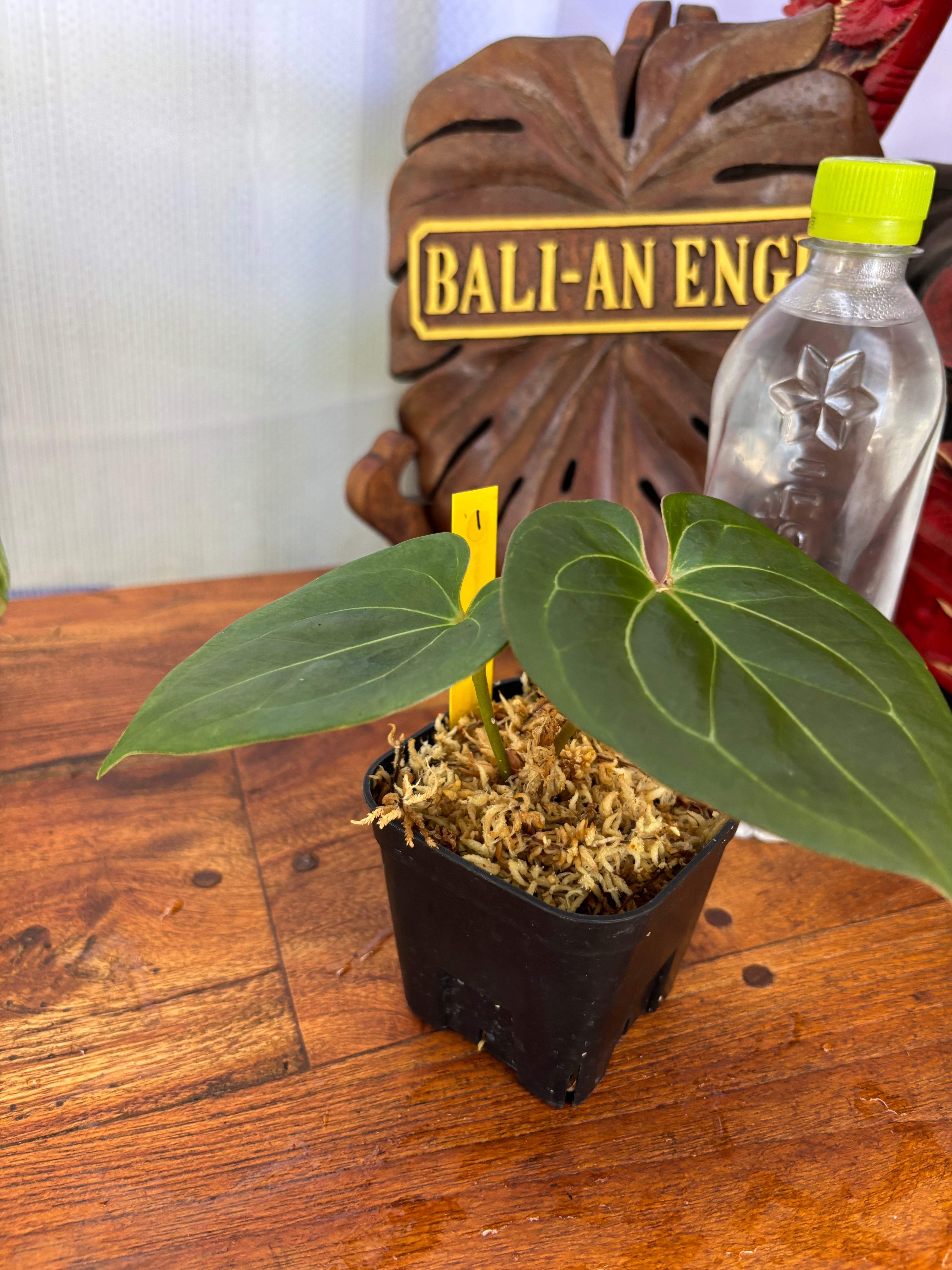 Anthurium | BALI-AN 園芸