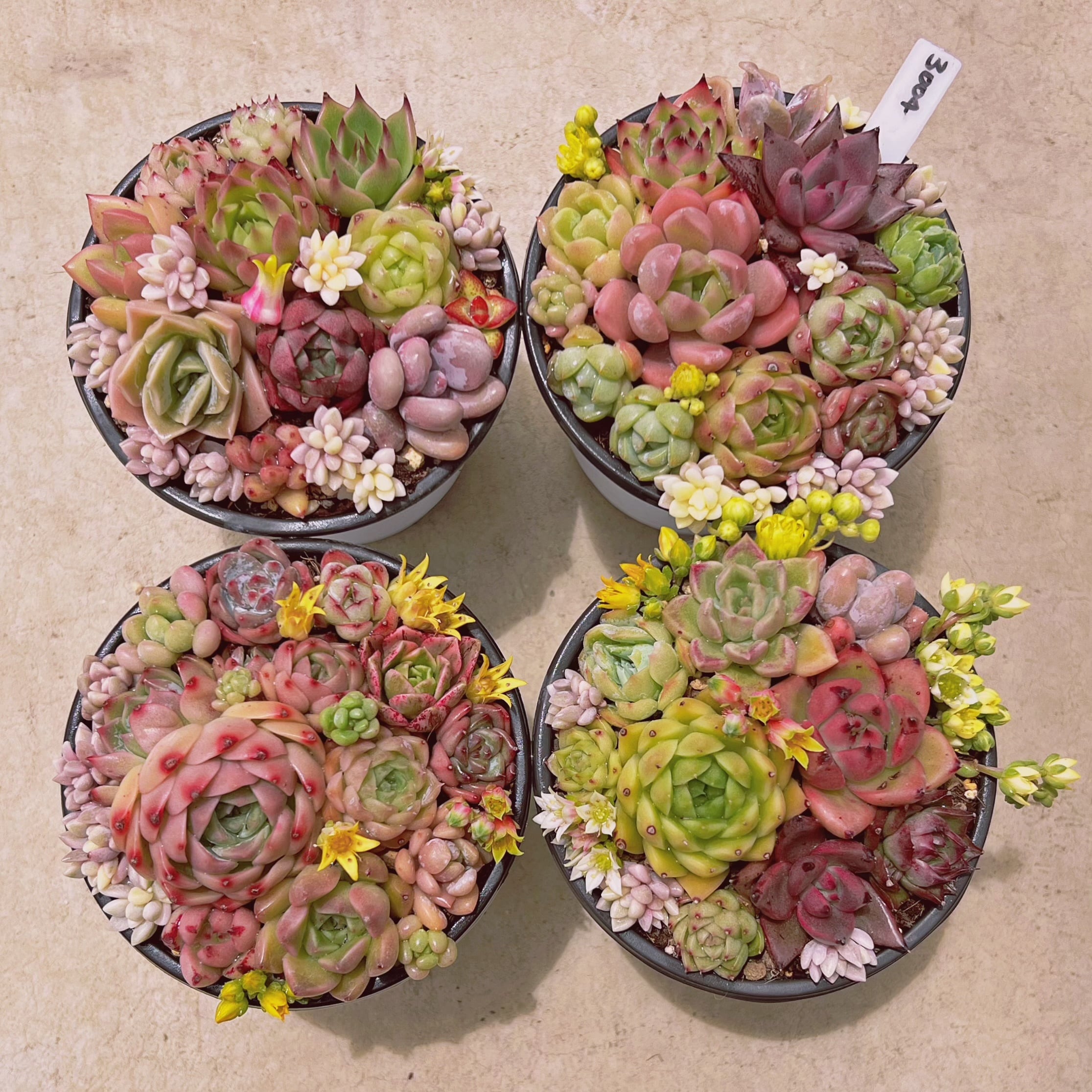 多肉植物 寄せ植えセット3004 | るる農園~多肉植物専門