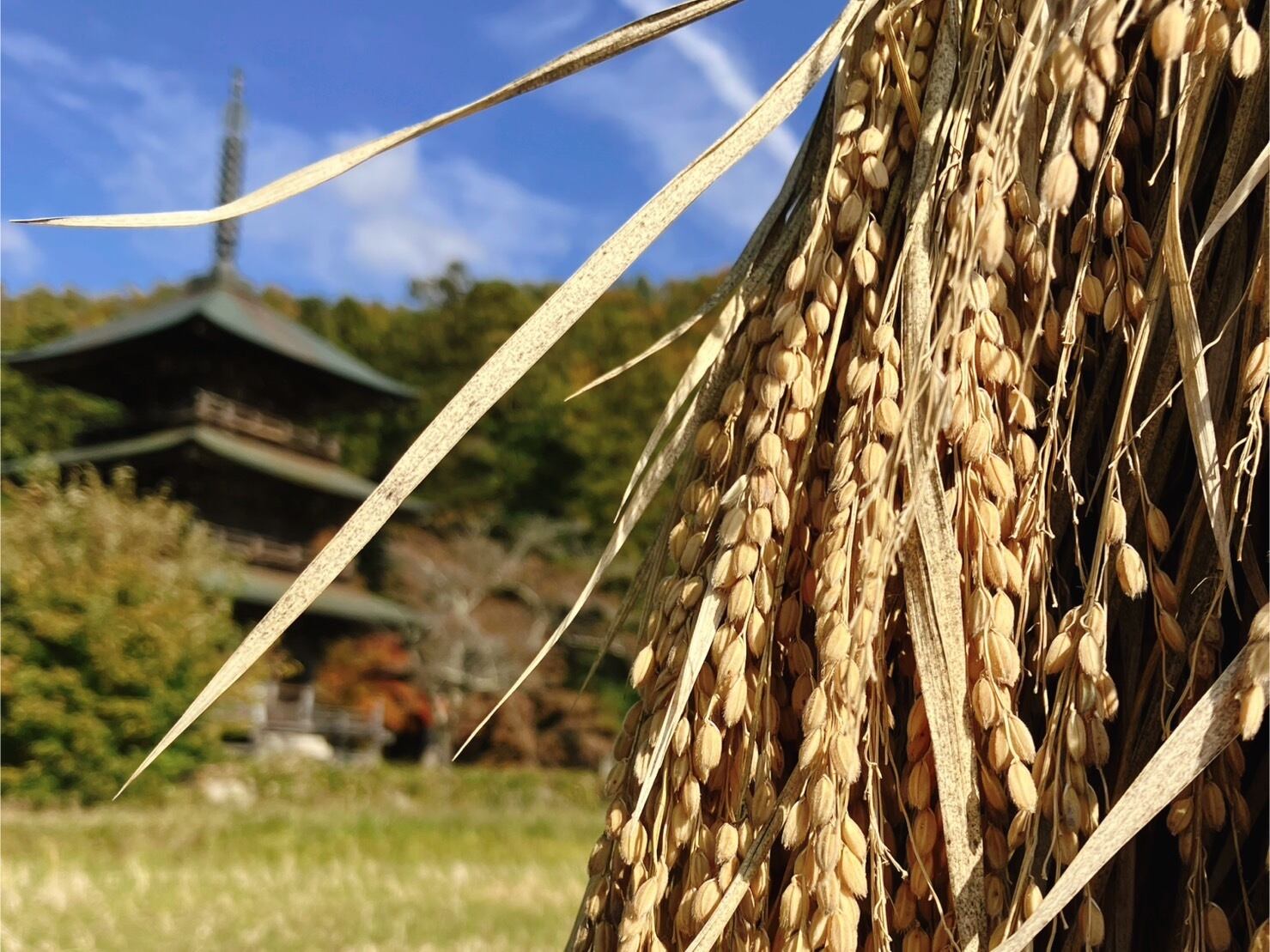 30kg】天日干し・自然栽培《亀の尾》（令和7年産） | 自然栽培 天地人