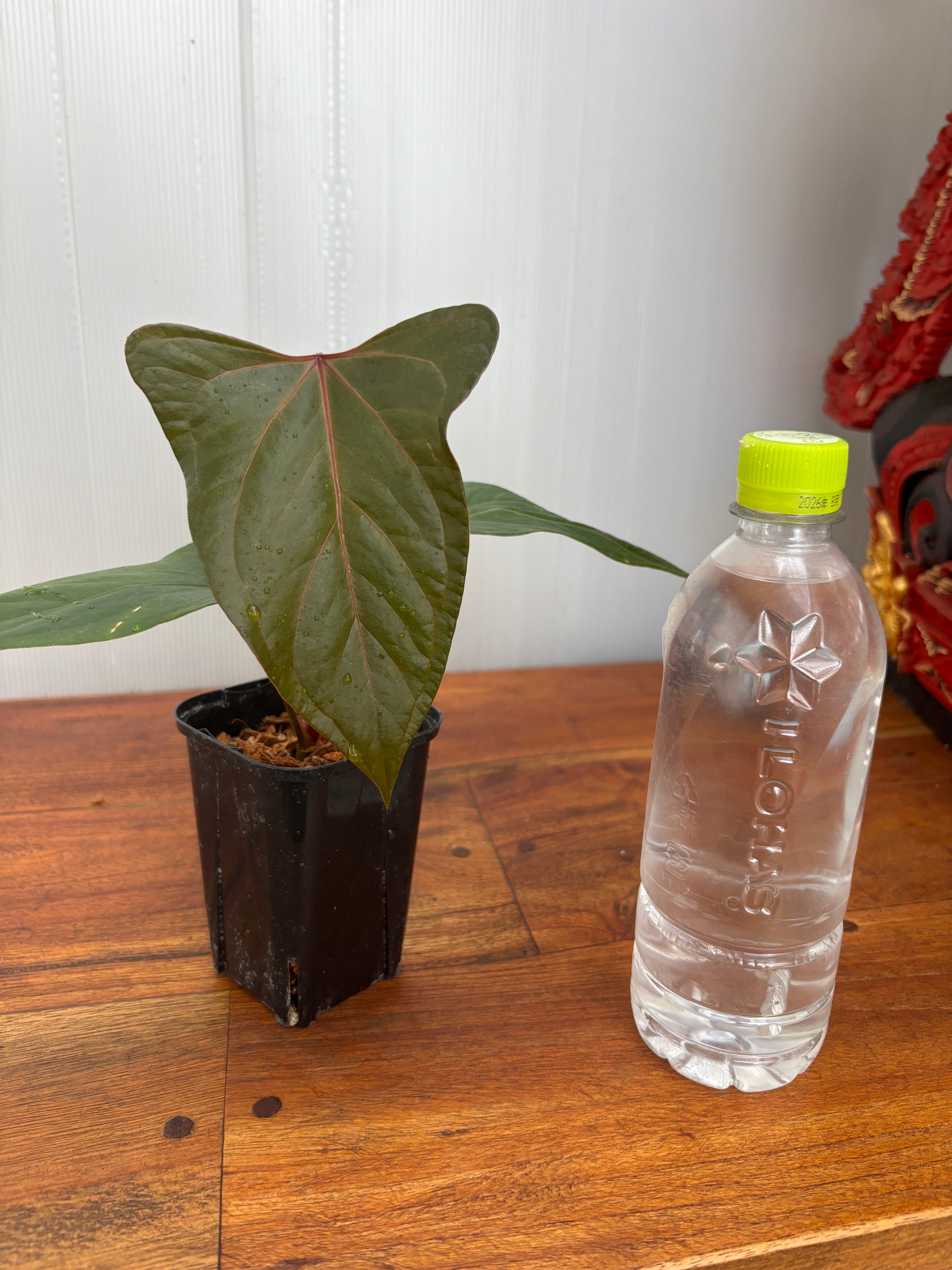 Anthurium | BALI-AN 園芸