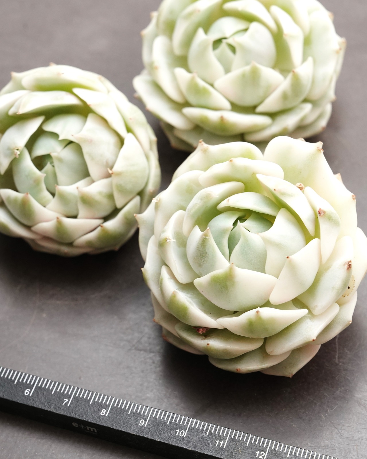 ローラ錦 Echeveria 'Lola Variegated Platinum'