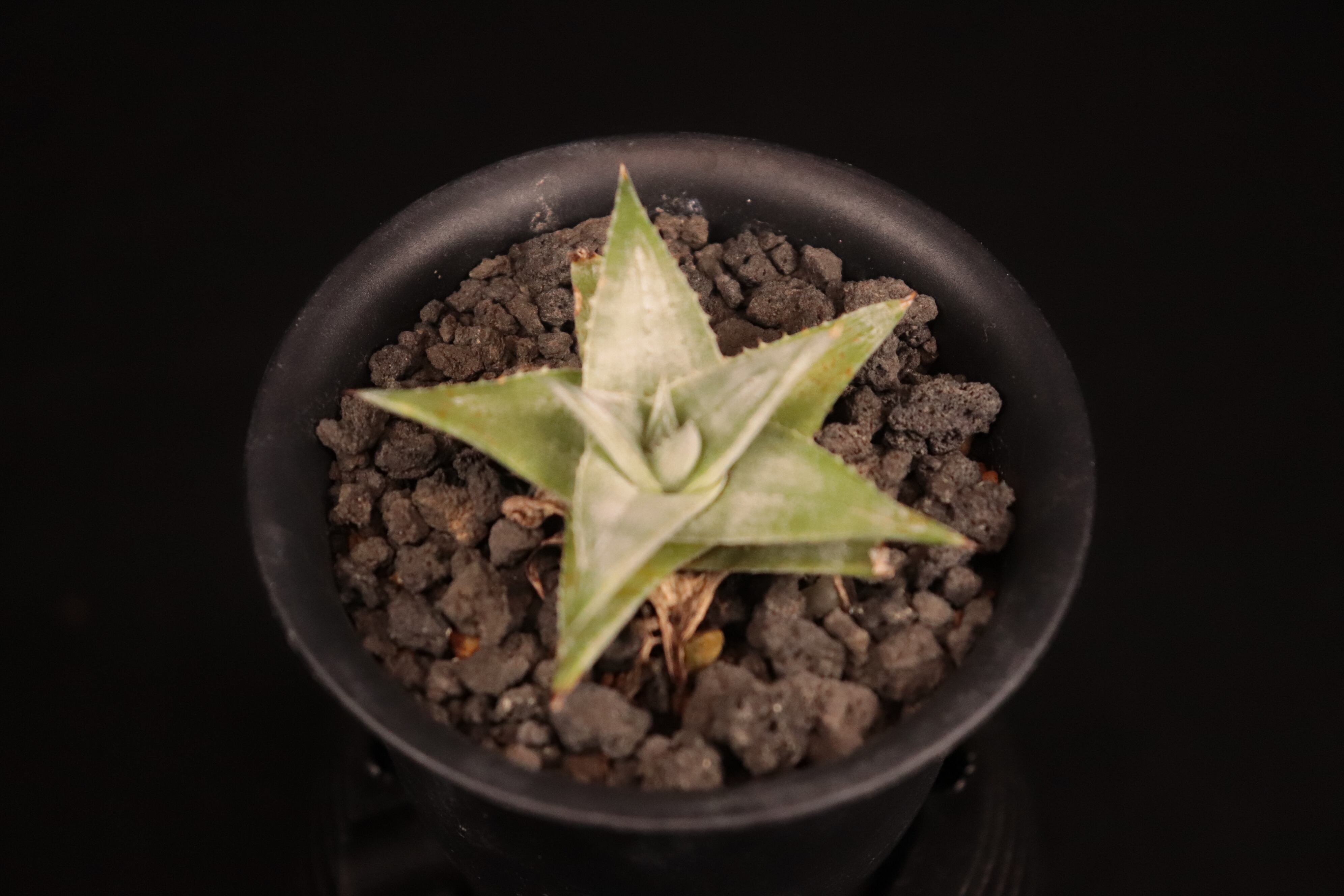 送料無料】Dyckia 'Zebra'〔ディッキア〕現品発送D0474 | plane plants