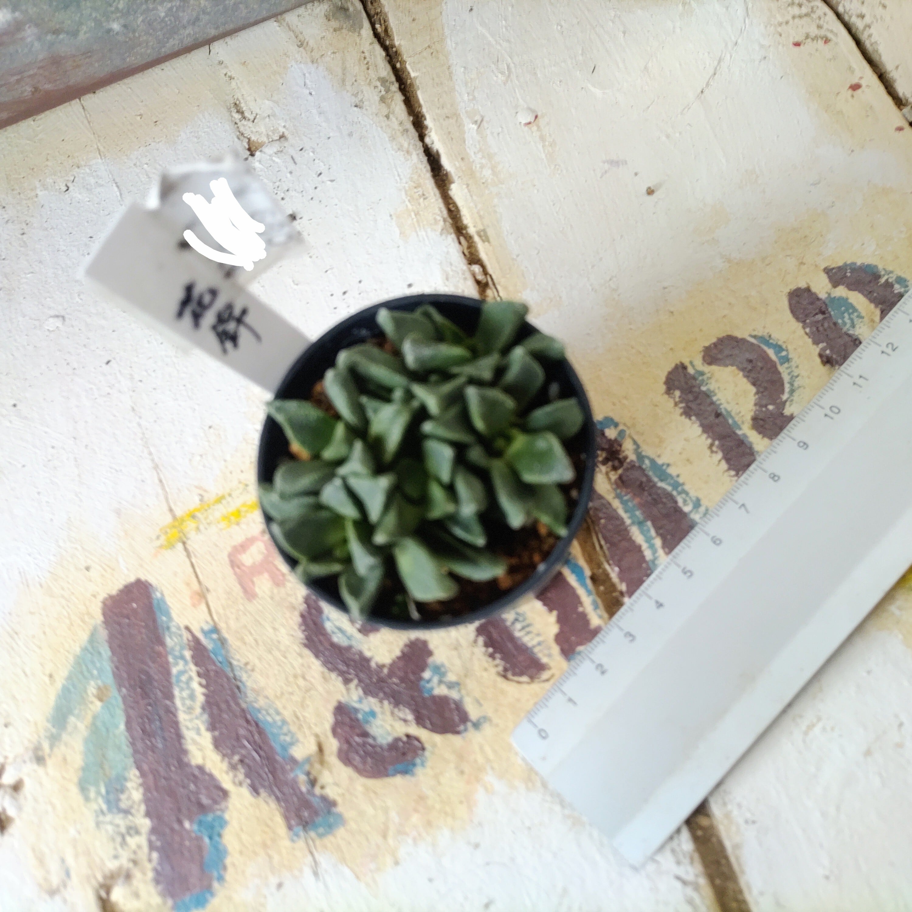 花錦 | RuPo 多肉植物専門店