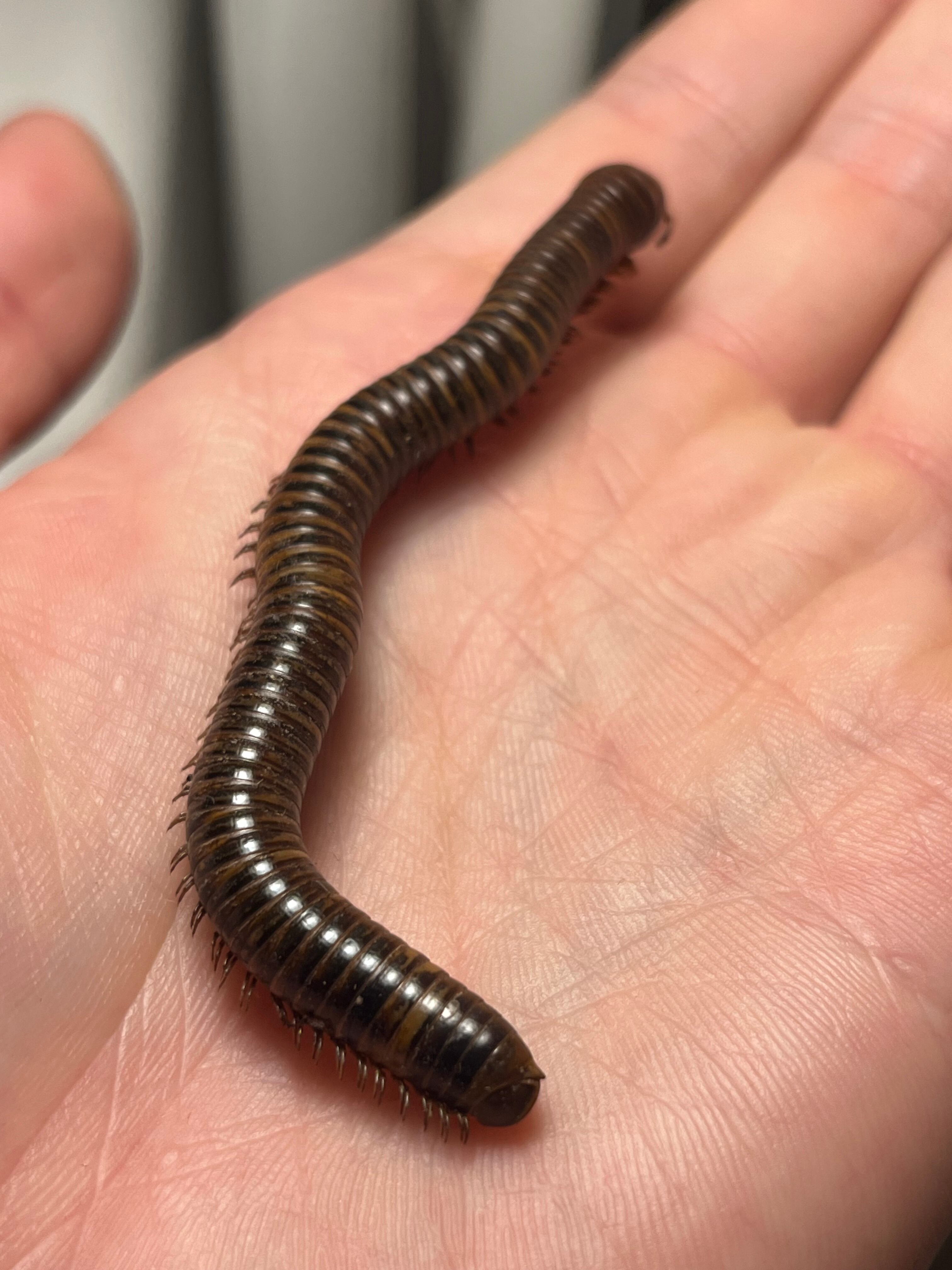 【200mm程】ベトナムオオヤスデの標本 昆虫標本 奇蟲 タランチュラ 標本】ベトナムのヤスデ ベトナムオオヤスデミリピードムカデ