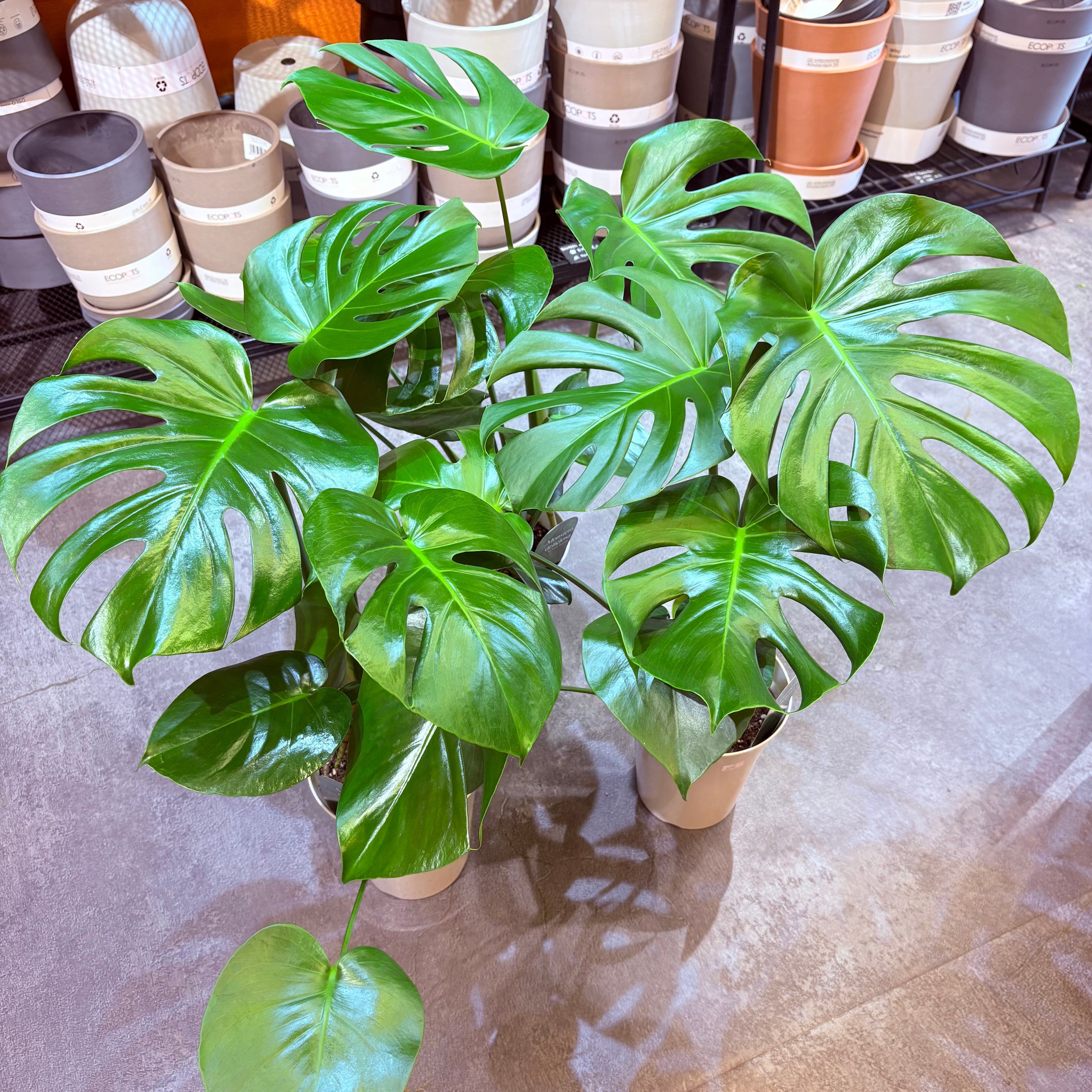 モンステラ デリシオーサ 6号 | Green Vibes 宇都宮市の観葉植物専門店
