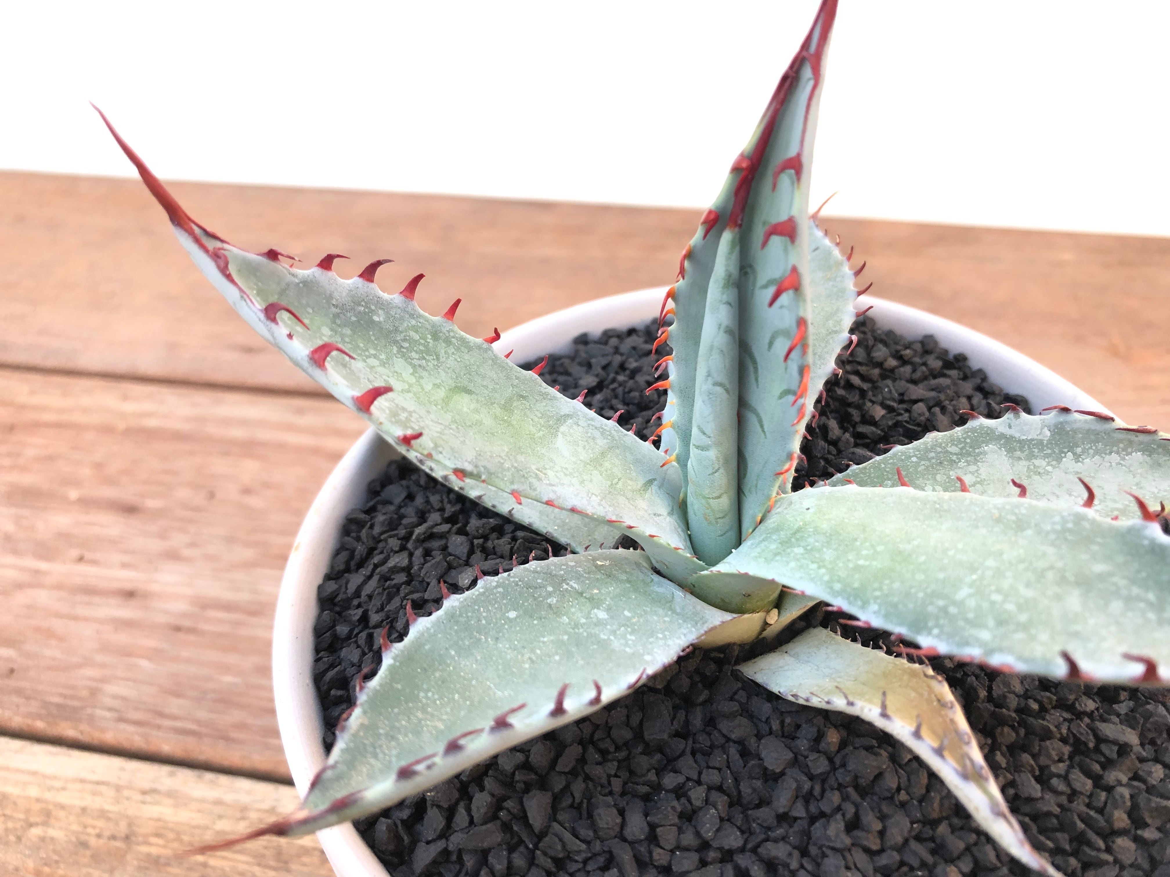 Agave 'Kutsugen no Maiougi’　屈原の舞扇　アガベ　多肉植物 | plants MARU ー  多肉植物・サボテン・園芸グッズのお店 ー powered by BASE