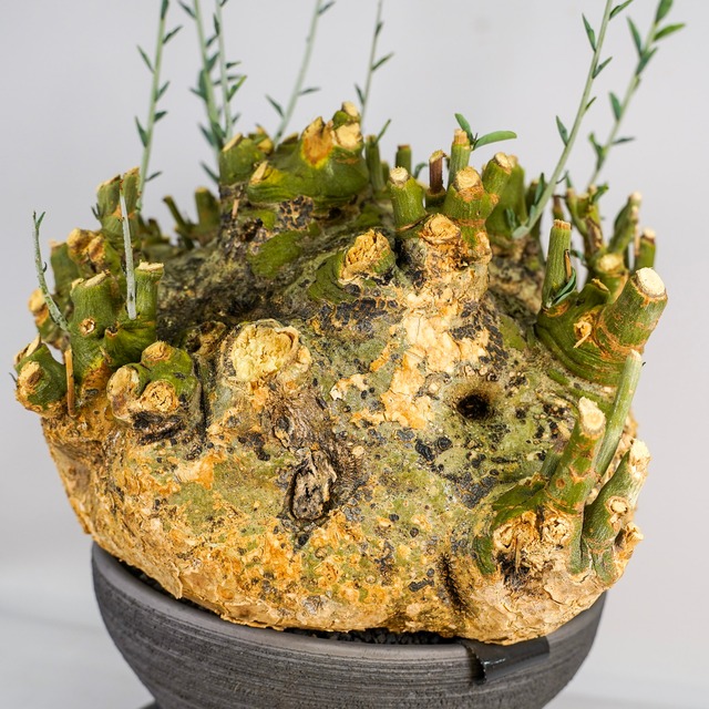 F72 アデニア ペチュエリー Adenia pechuelii ナミビア産 発根済み 現地球