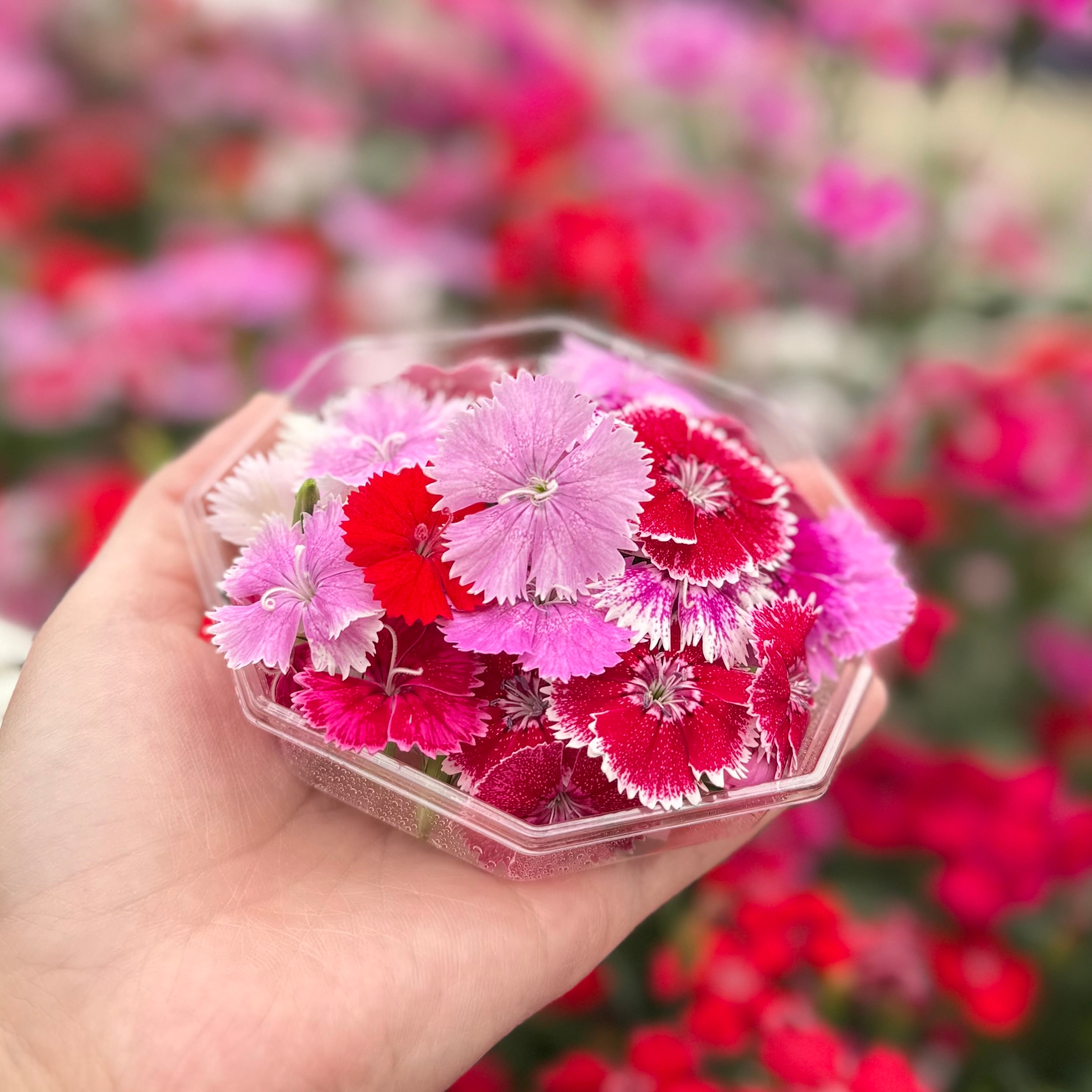 エディブルフラワー 【ナデシコ】 | 加藤花園