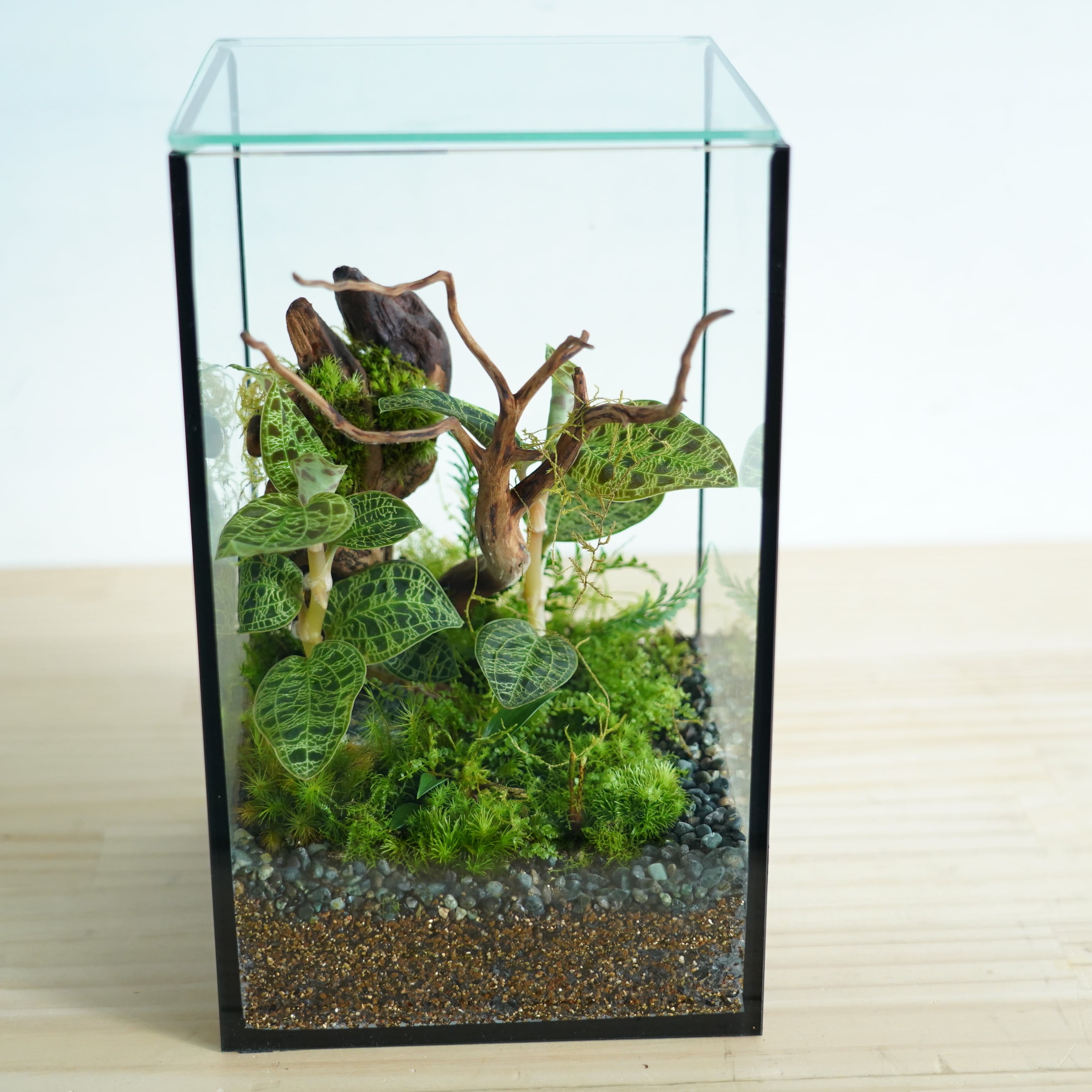 苔テラリウム作品『森の宝石No.2』◆限定作品 12.12#3