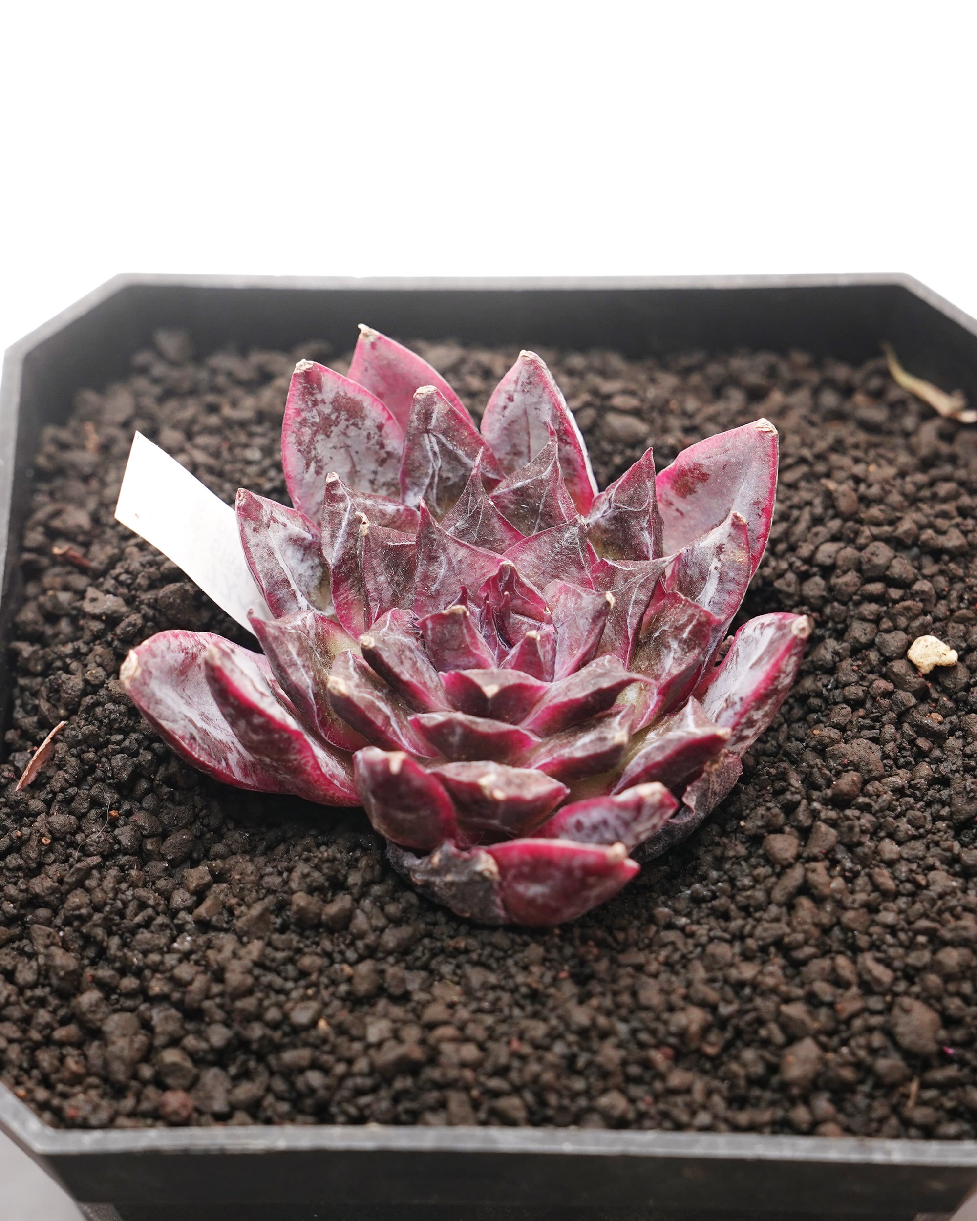 レア種・新品種 | PUKUBOOK SUCCULENTS