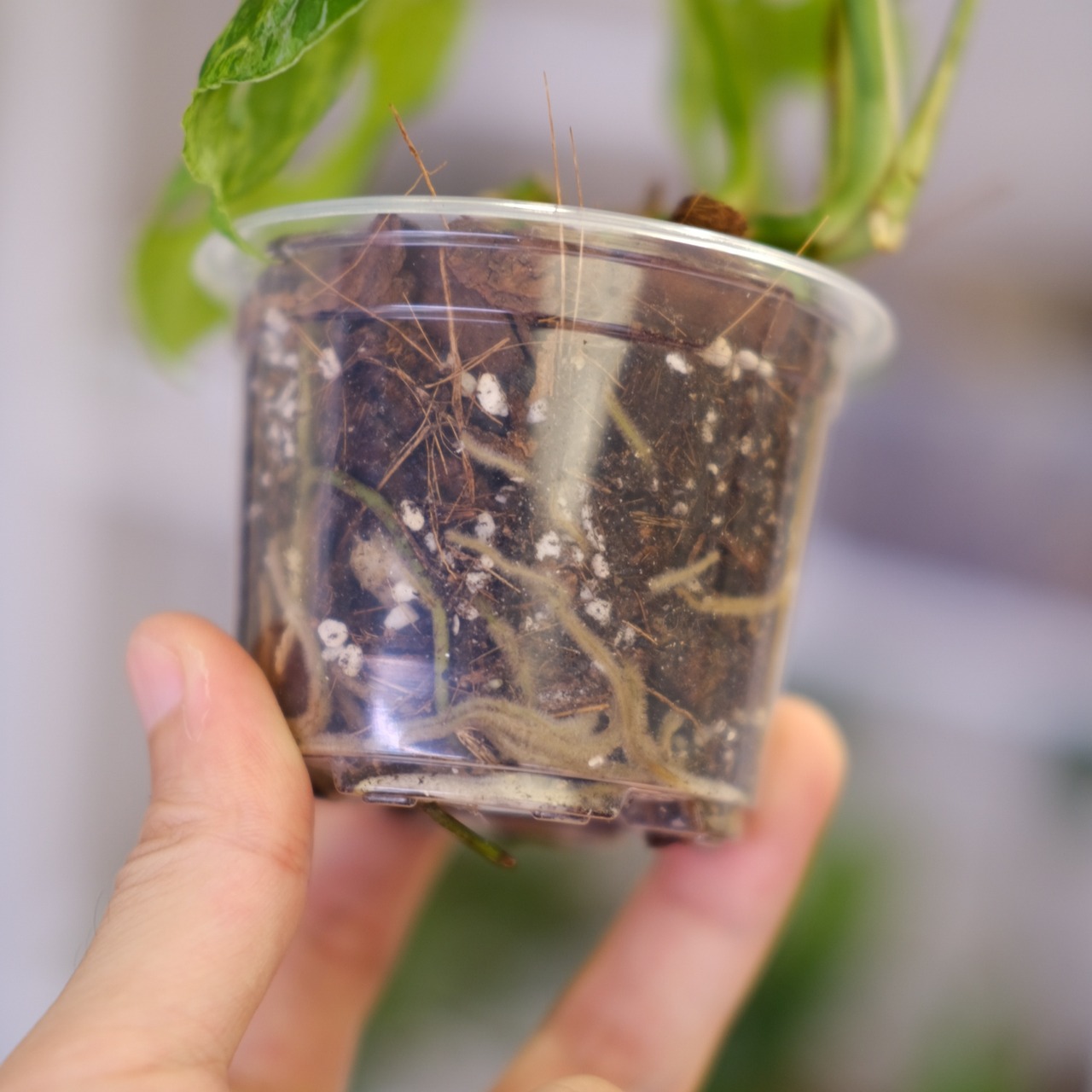 Monstera adansonii Mottled / モンステラ アダンソニー ミント㉚ / 観葉植物