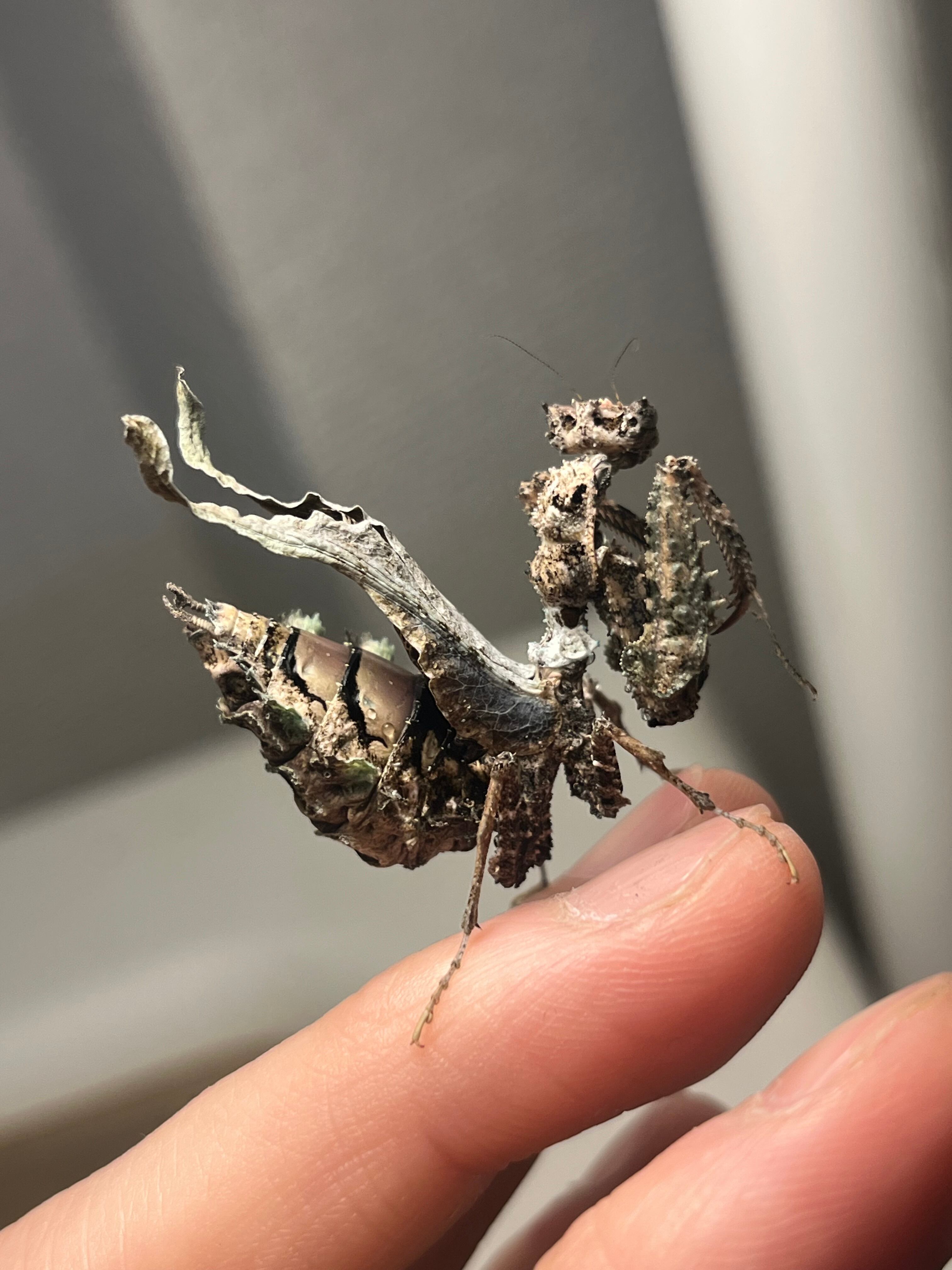 ALL ITEM | オモニキチュウ