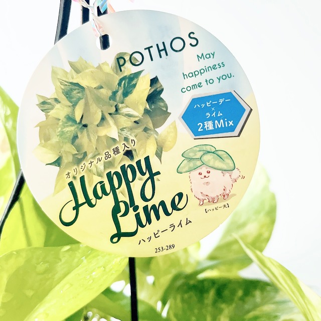 《希少》ポトス ハッピーライム（ハッピーデー×ライム）オリジナル品種 観葉植物 calm cafe