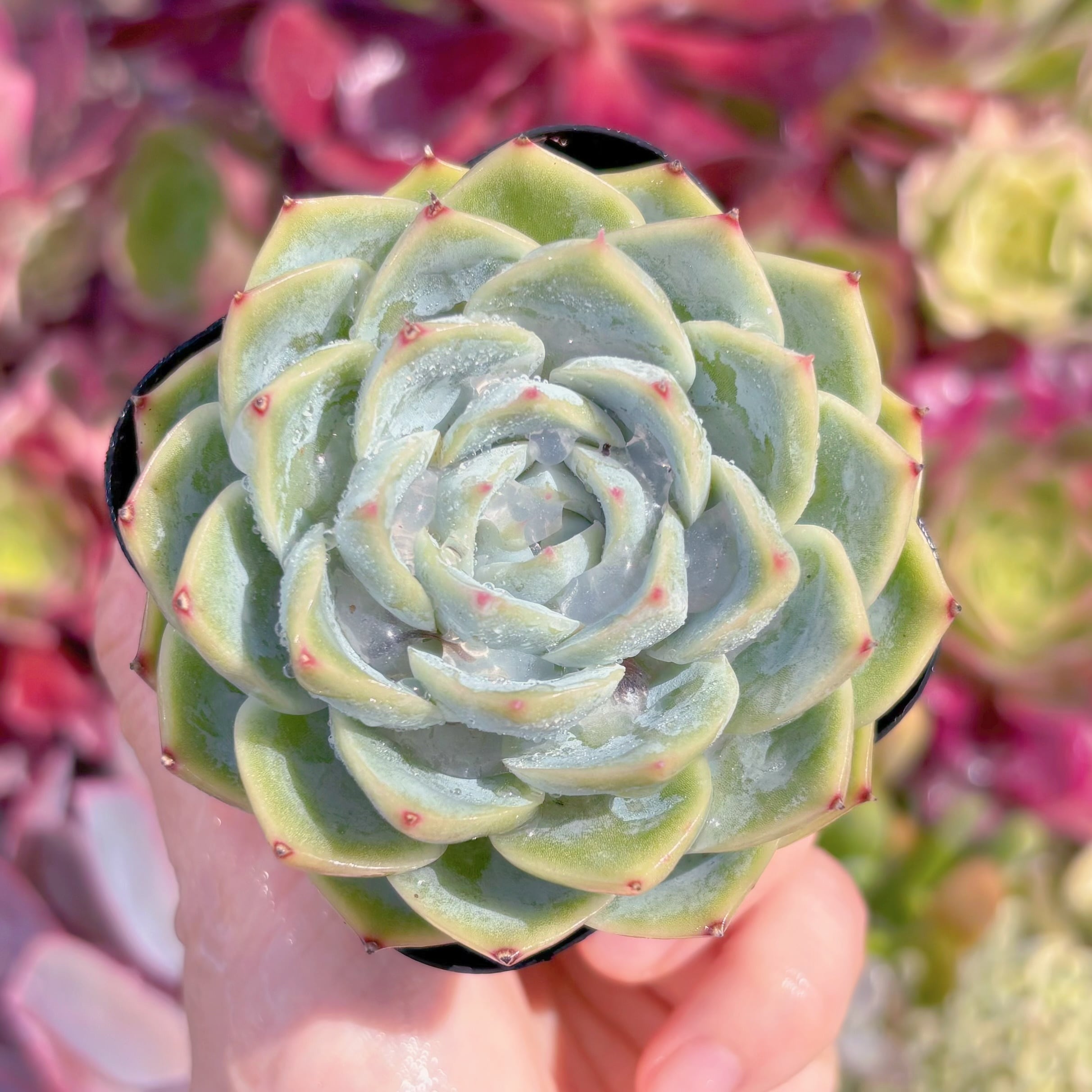 現品　ピンククリスタル#B69　るる農園