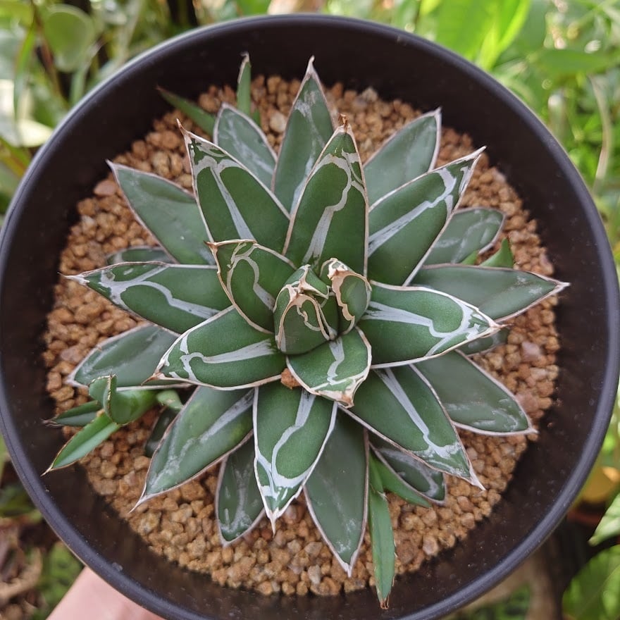 アガベ 笹の雪 6 Agave victoriae reginae 子株4付 | 多肉植物 ...