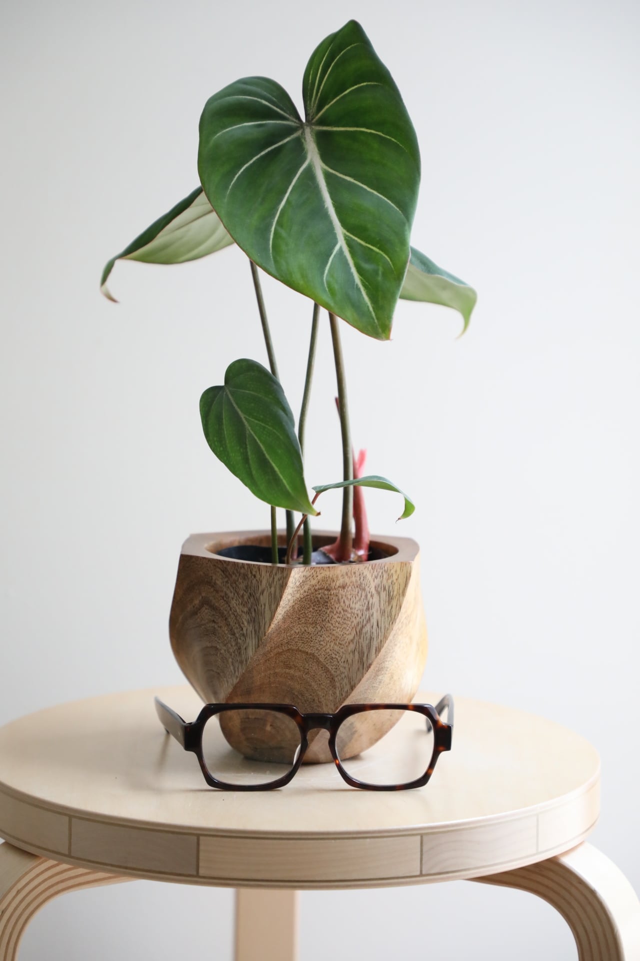 M】フィロデンドロン グロリオーサム/Philodendron | 【厳選植物・器