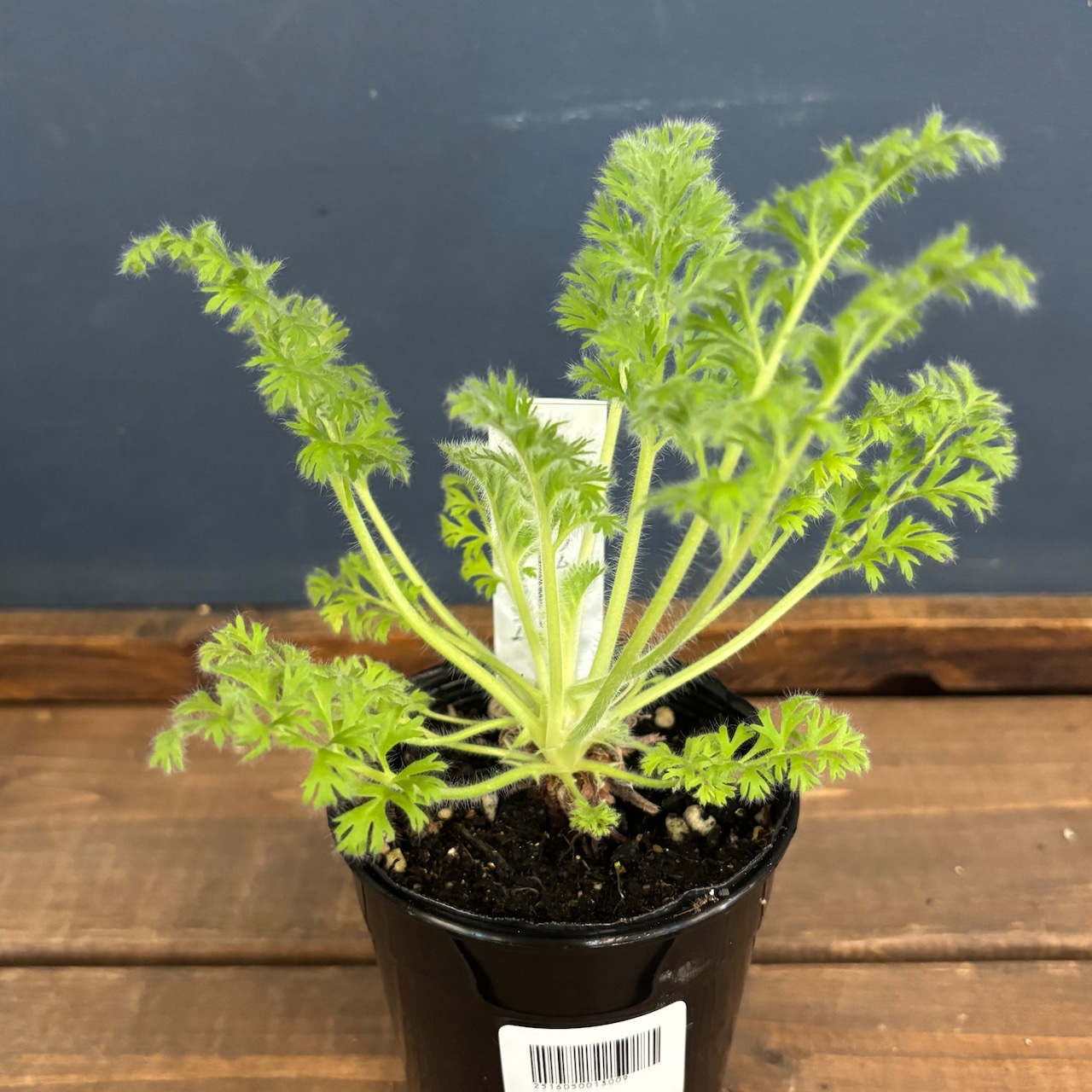 ペラルゴニウム アッペンディクラツム【585】