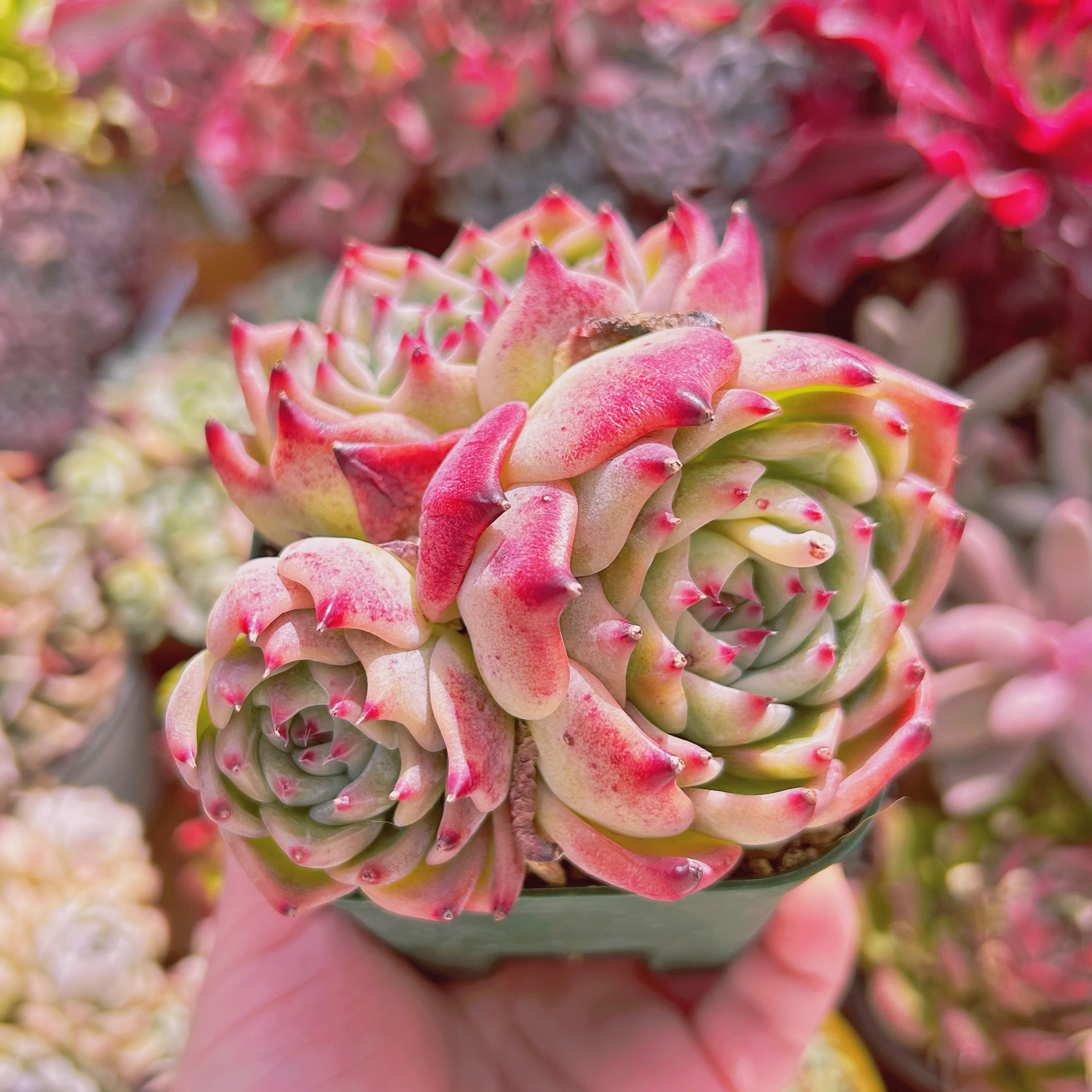 #883現物　多肉植物　Lindsay  特大　