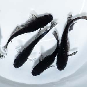 アースアイ（ブルー）5匹セット（オス2匹、メス3匹、現物出品）
