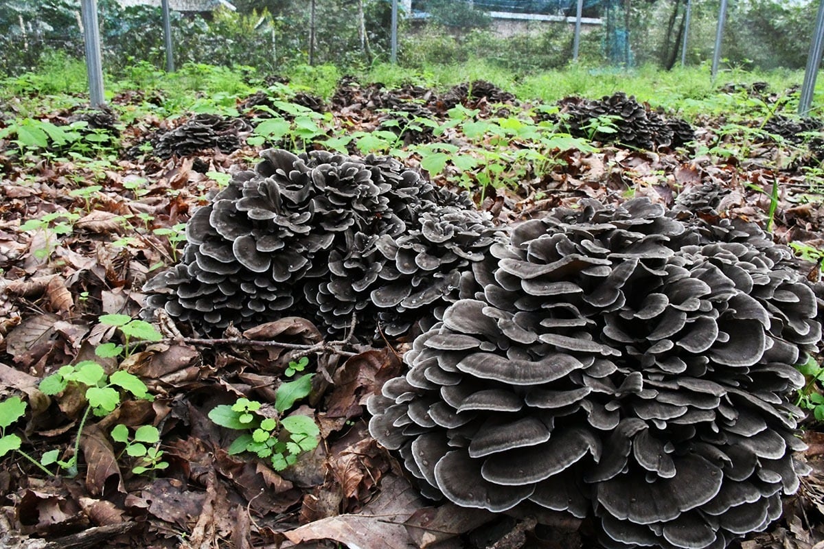 丹波山俱楽部 UNICUS Maitake & Sudachi Gin by Distiller M