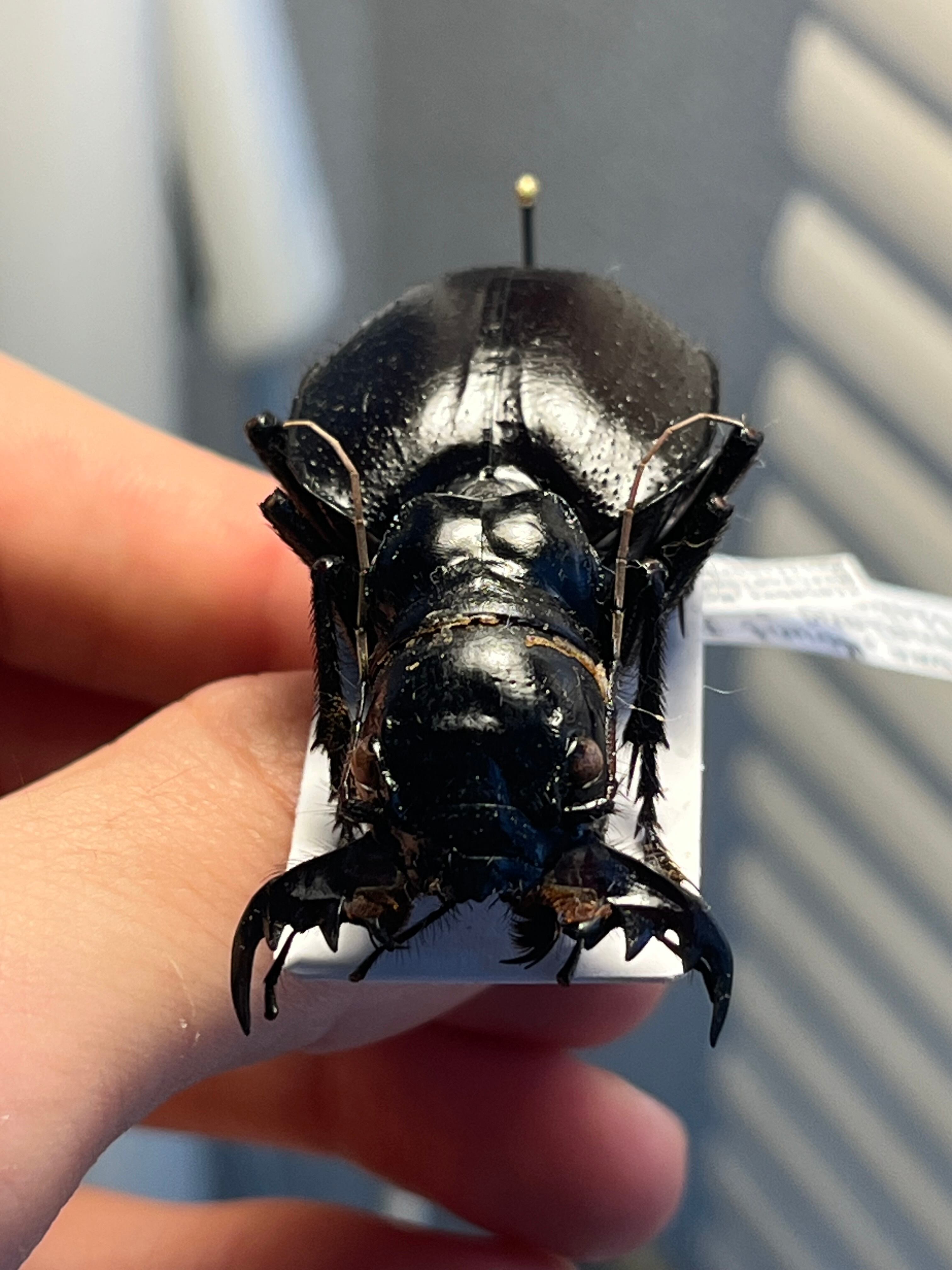 大閻魔斑猫最大種】オオエンマハンミョウ Manticora タンザニア産 昆虫