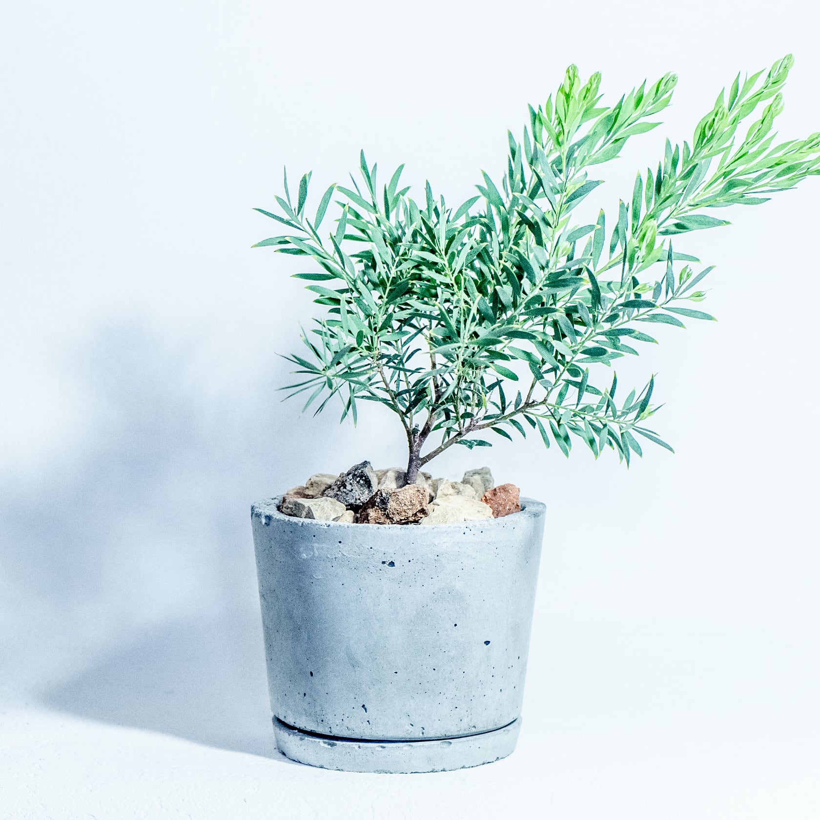 ＼送料無料／≪ 観葉植物 ≫お庭やベランダで育てるアカシア・ゴールドチップの鉢植え｜無機質でどんな場所とも相性のいい手作りモルタル鉢
